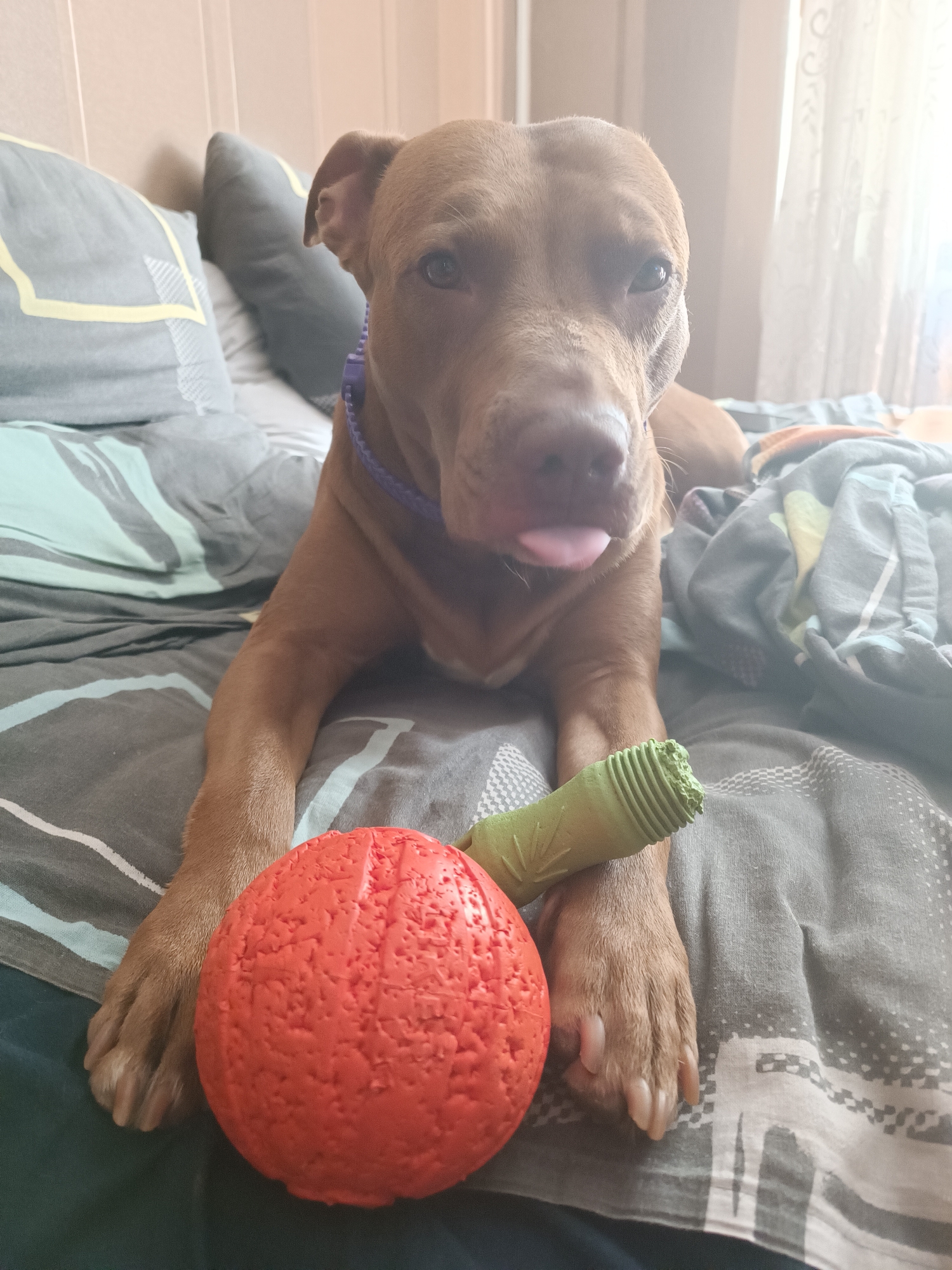 An American Staffordshire Terrier dog lies on a bed with its tongue sticking out. It is positioned centrally in the frame, with its front paws resting on two toys: a red textured ball and a green cylindrical chew toy. The dog has brown fur and is wearing a purple collar. The bed is covered with a grey and white striped duvet. In the background, pillows and rumpled bedding are visible, along with a portion of a light-colored curtain and a wall. The lighting suggests it is daytime, possibly with sunlight coming from a window. The scene appears to be indoors, in a bedroom setting. The image was taken in Zaporizhzhia, Ukraine.