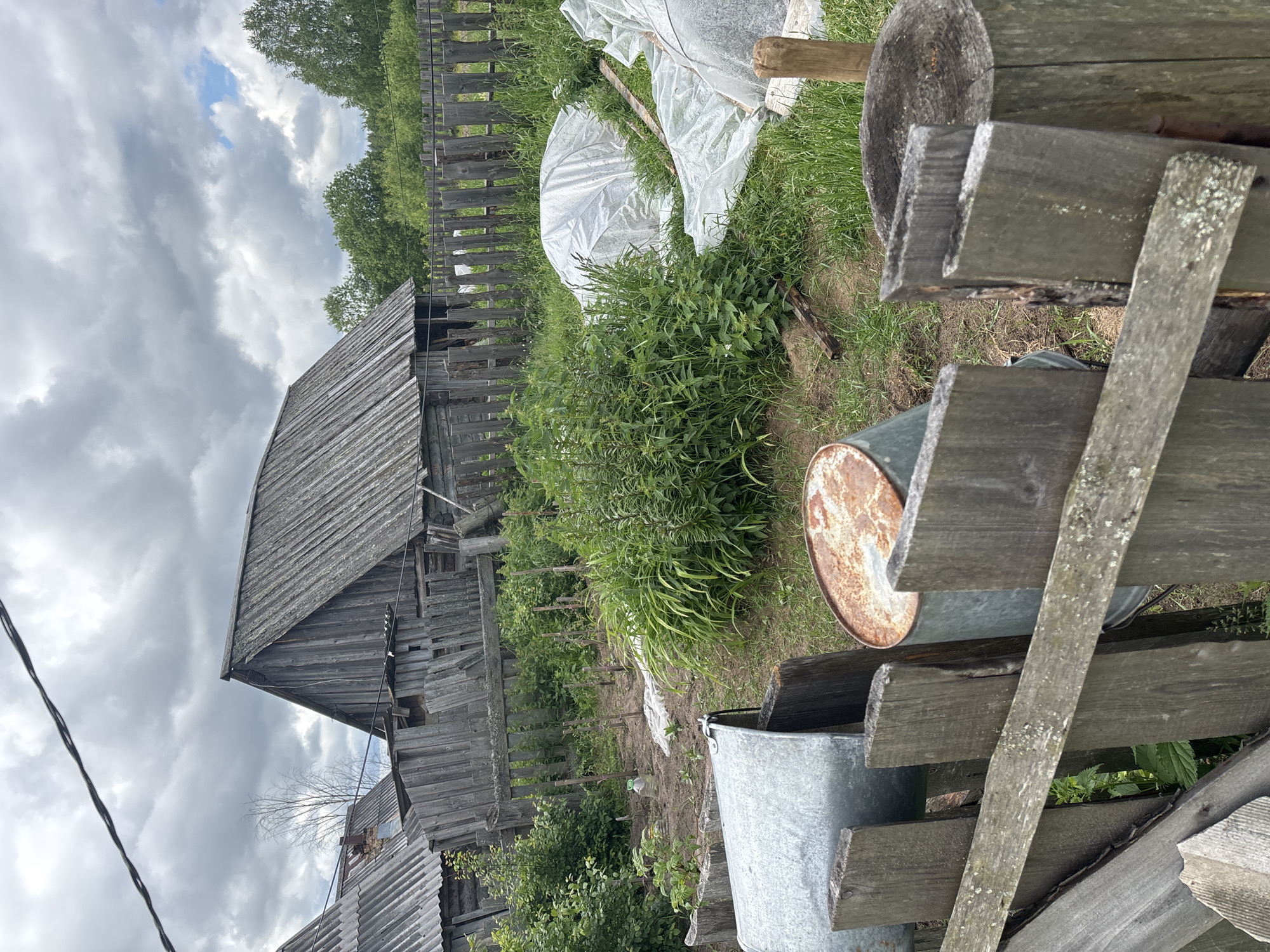 An overcast, cloudy day is depicted in this outdoor scene, likely a rural backyard or garden area. The foreground is dominated by a weathered wooden fence, with some planks missing or askew. To the left and center of the frame, two large, galvanized metal containers are visible. One is a large bucket or barrel, partially covered by a wooden plank. The second is a rusted metal barrel, positioned behind the fence.
Behind the fence, the ground is covered in grass and dirt. A garden bed is apparent, with several small plants and some taller green foliage. Two large, white plastic coverings, likely for protecting plants, are laid over mounds of earth. In the background, a weathered wooden structure, possibly a shed or a small house, with a sloped roof made of corrugated material, stands leaning. Another similar structure is partially visible to the left. A wooden fence stretches across the mid-ground, bordering the garden area and leading to the wooden buildings. Trees and dense green foliage form the backdrop, suggesting a natural, somewhat untamed environment. The overall impression is one of a rustic, possibly neglected, property. The specific location in Kurgan, Russia, is not visually ascertainable from the image alone.