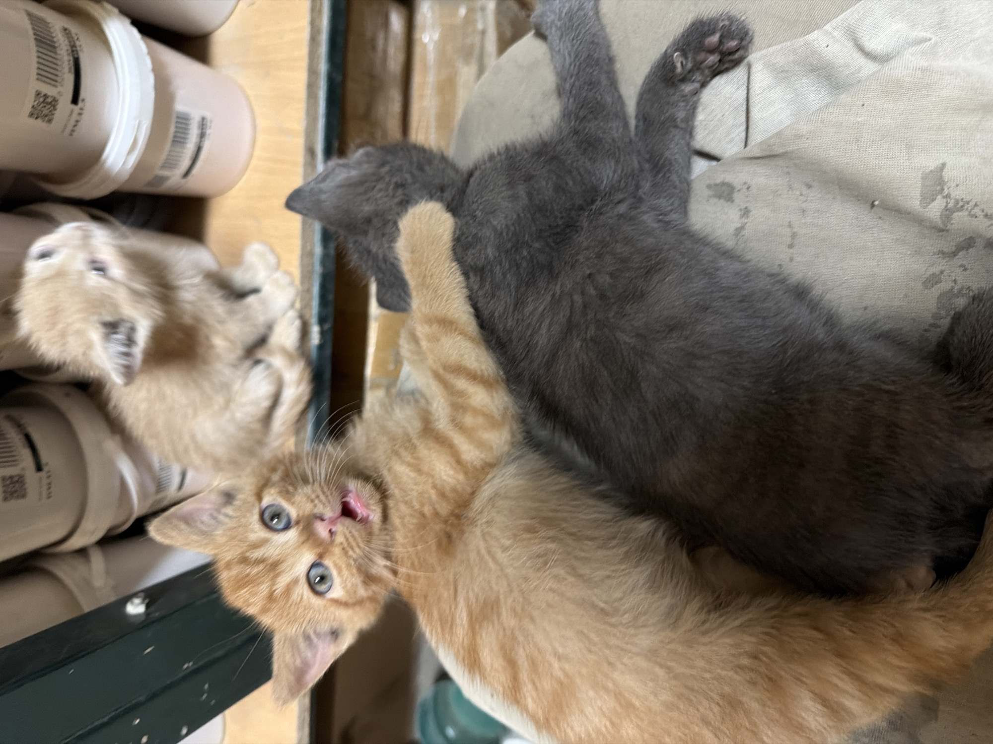 This image, captured in Dolno Ablanovo, Bulgaria, features three young kittens in an indoor setting, likely a storage or utility area. The most prominent kitten, an orange/ginger tabby, occupies the lower center and looks directly at the camera with wide blue eyes and its tongue slightly protruding, conveying curiosity or playfulness. Its fur is short and soft.
Intertwined with the orange kitten is a dark grey/charcoal kitten, visible from its back and side, lying on a light-colored, possibly stained, fabric. One of its small paws is raised, revealing delicate toe beans. This kitten appears relaxed and is gently nestled with the orange one. In the blurred background, a third, lighter tan/cream kitten can be seen resting near an arrangement of white plastic containers.
The background setting includes several white plastic containers with black barcodes and small printed text on their labels; partial text "MADE IN" and "VMA-1-S" are faintly visible on some. These containers are arranged on wooden shelving, suggesting a functional space. A dark green or black metal edge is also visible in the foreground. The ambient lighting indicates an indoor environment. The image captures a sweet, intimate moment of the kittens.