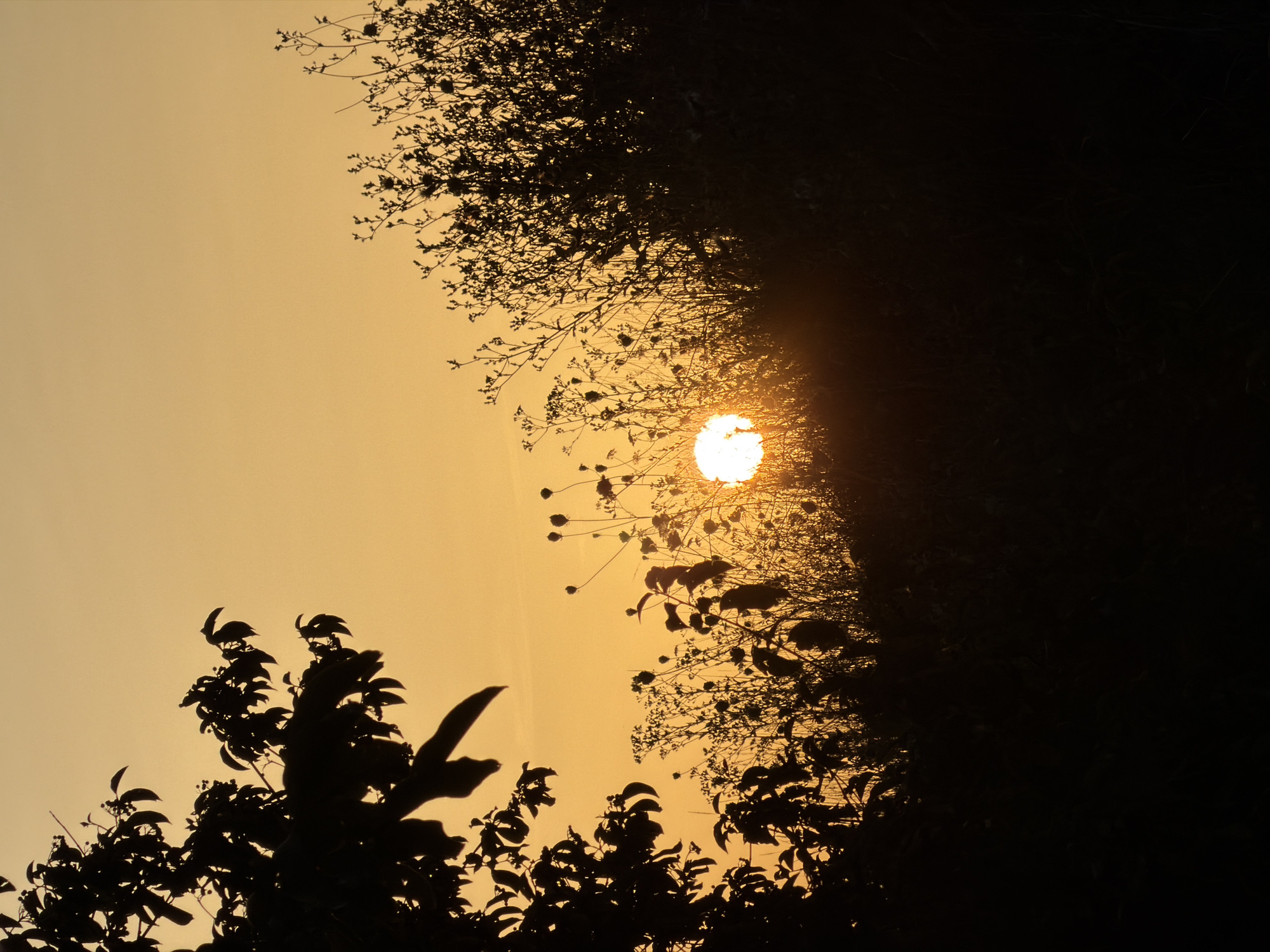 The photograph captures a sunset behind a silhouette of vegetation. In the foreground on the left, a dark silhouette of leafy branches extends into the frame. To the right, a dense, dark silhouette of weeds and tall grasses forms a natural barrier. Partially obscured by the weeds, a bright, round sun is visible, its light creating a halo effect. The sky is a gradient of soft orange and yellow hues, indicative of twilight. The scene appears to be an outdoor, natural environment, possibly a field or meadow on the outskirts of Leudelange, Luxembourg, given the typical landscape. There are no people or animals visible in the image.