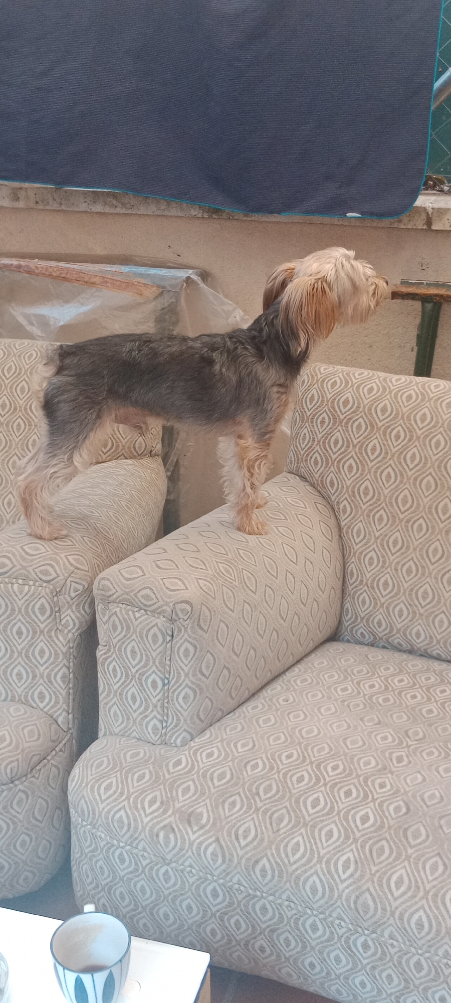 A small, long-haired dog with a dark gray and tan coat stands on two chairs in an outdoor setting. The dog is facing to the right of the frame, with its head turned slightly away. The chairs are upholstered in a light-colored fabric with a repeating geometric pattern. In the background, a dark blue tarp hangs above a concrete wall. A metal shelf is visible to the right of the dog. A white table with a blue and white striped cup sits in the lower left corner of the image. The image appears to have been taken in an outdoor space in Galapagar, Spain.