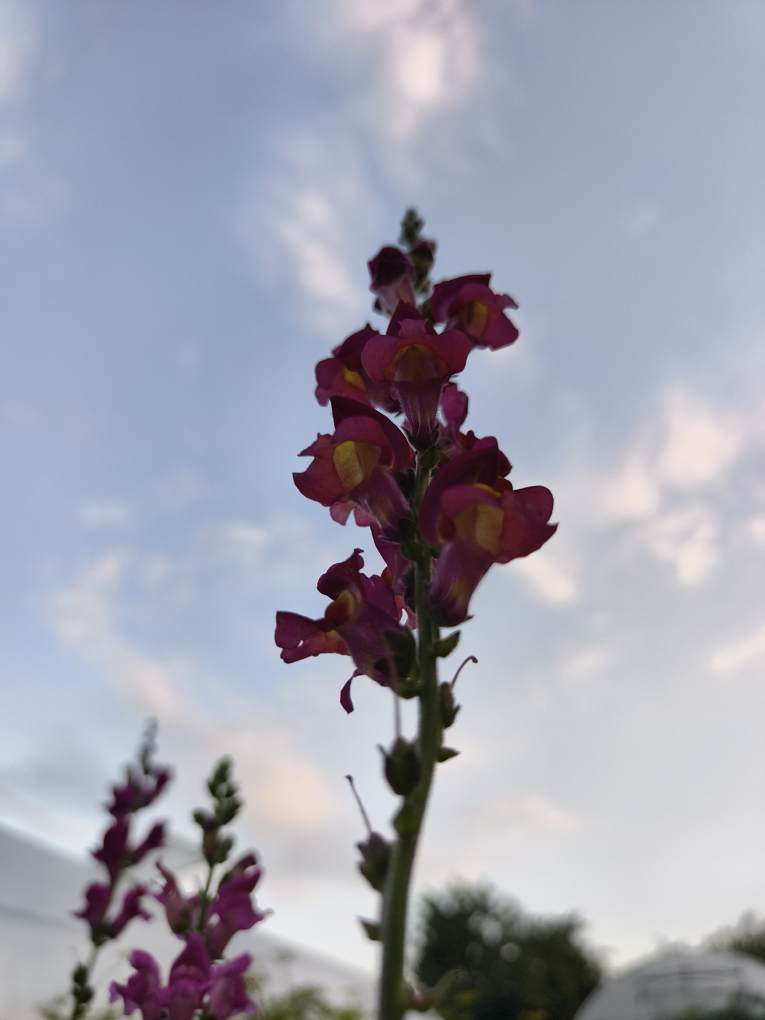 The image shows a close-up, low-angle shot of a stalk of dark pink snapdragon flowers against a sky with scattered clouds. The main stalk of flowers is in sharp focus, with individual blossoms clearly visible, displaying their distinctive snapdragon shape and yellow centers. To the left and slightly out of focus, another stalk of similar flowers is visible, as well as a blurry green tree in the background. The overall lighting suggests it might be late afternoon or early evening. There are no people or animals in the image. The scene appears to be an outdoor garden. The location in Семилетка, Russia, is not discernible from the visual elements alone.