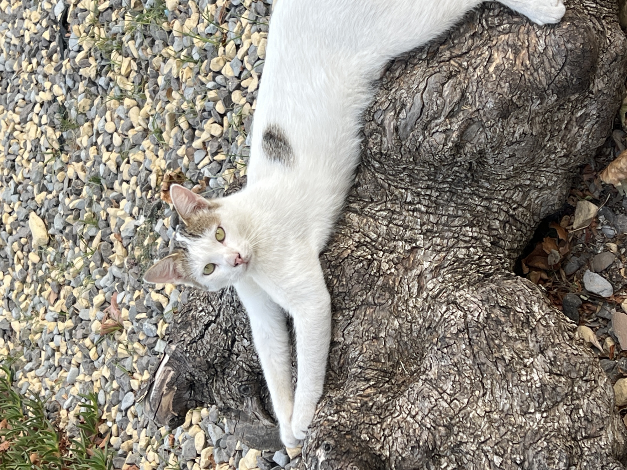 A white cat with light brown tabby markings on its head and a dark grey heart-shaped patch on its side is lying on a large, rough-barked tree trunk. The cat's front paws are extended forward. The background consists of small, grey and beige stones and some green vegetation. The scene appears to be outdoors, possibly in a park or garden area in Baku, Azerbaijan.