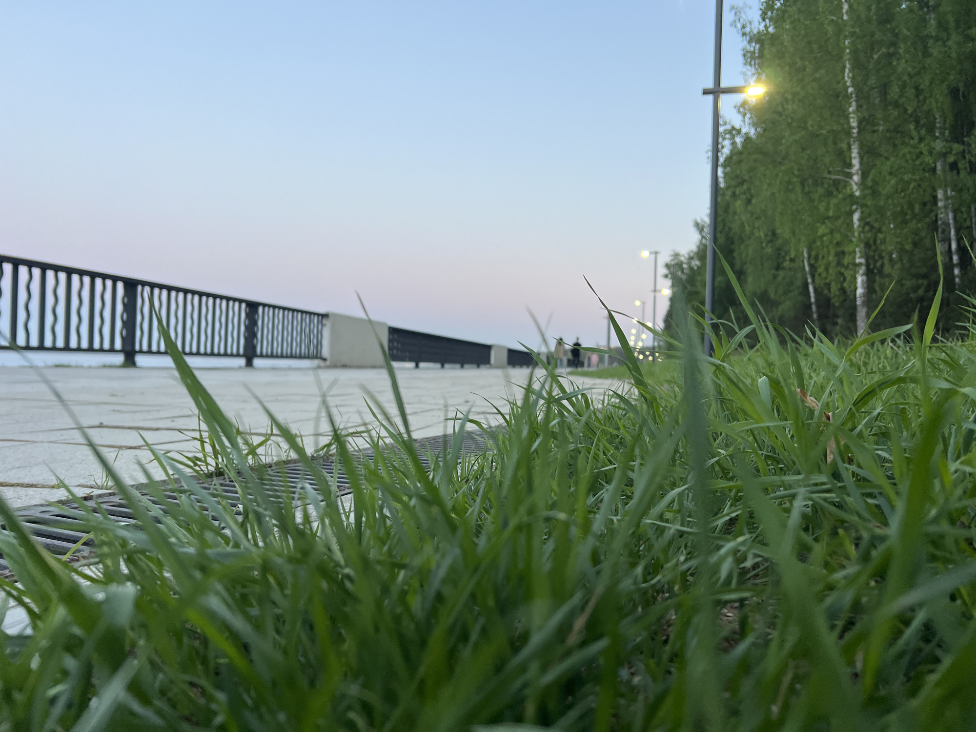 The image shows a view from ground level in the city of Chaikovsky, Russia, near a pedestrian walkway. The focus is on tall, green grass in the foreground. Behind the grass is a metal drainage grate, followed by a paved walkway with a black metal railing. In the background, there are trees lining the walkway, with evenly spaced streetlights illuminating the area. Two people can be seen walking in the distance on the walkway. The sky is a gradient of light blue and pink, suggesting it is either dawn or dusk.