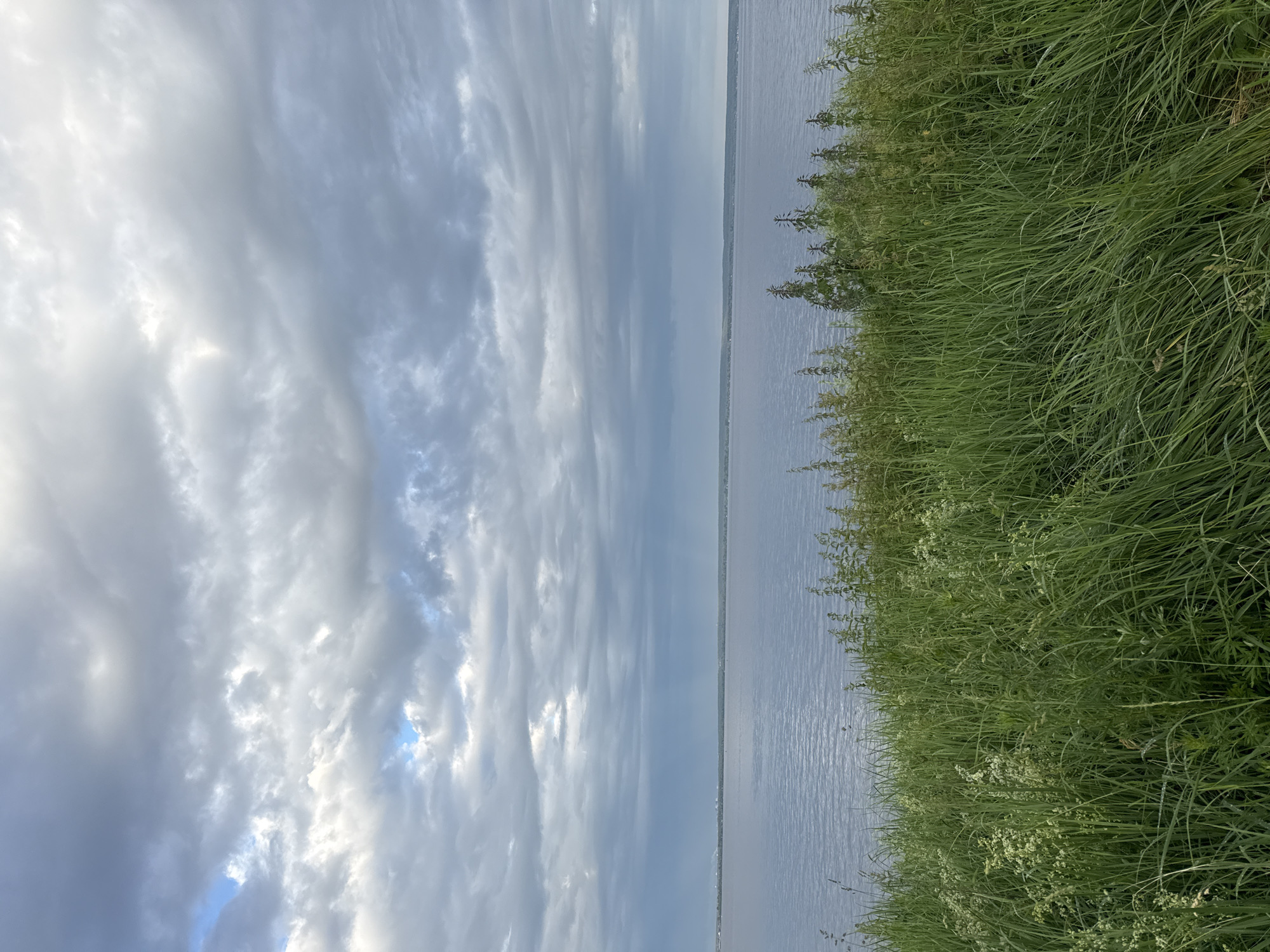 The image shows a body of water with a cloudy sky. In the foreground, there is tall green grass with some white flowers. The water appears calm and reflects the sky. In the distance, a faint horizon line is visible, suggesting a vast expanse. The overall scene is natural and serene, with no signs of human activity or urban elements. The location is identified as an unspecified area in Russia.