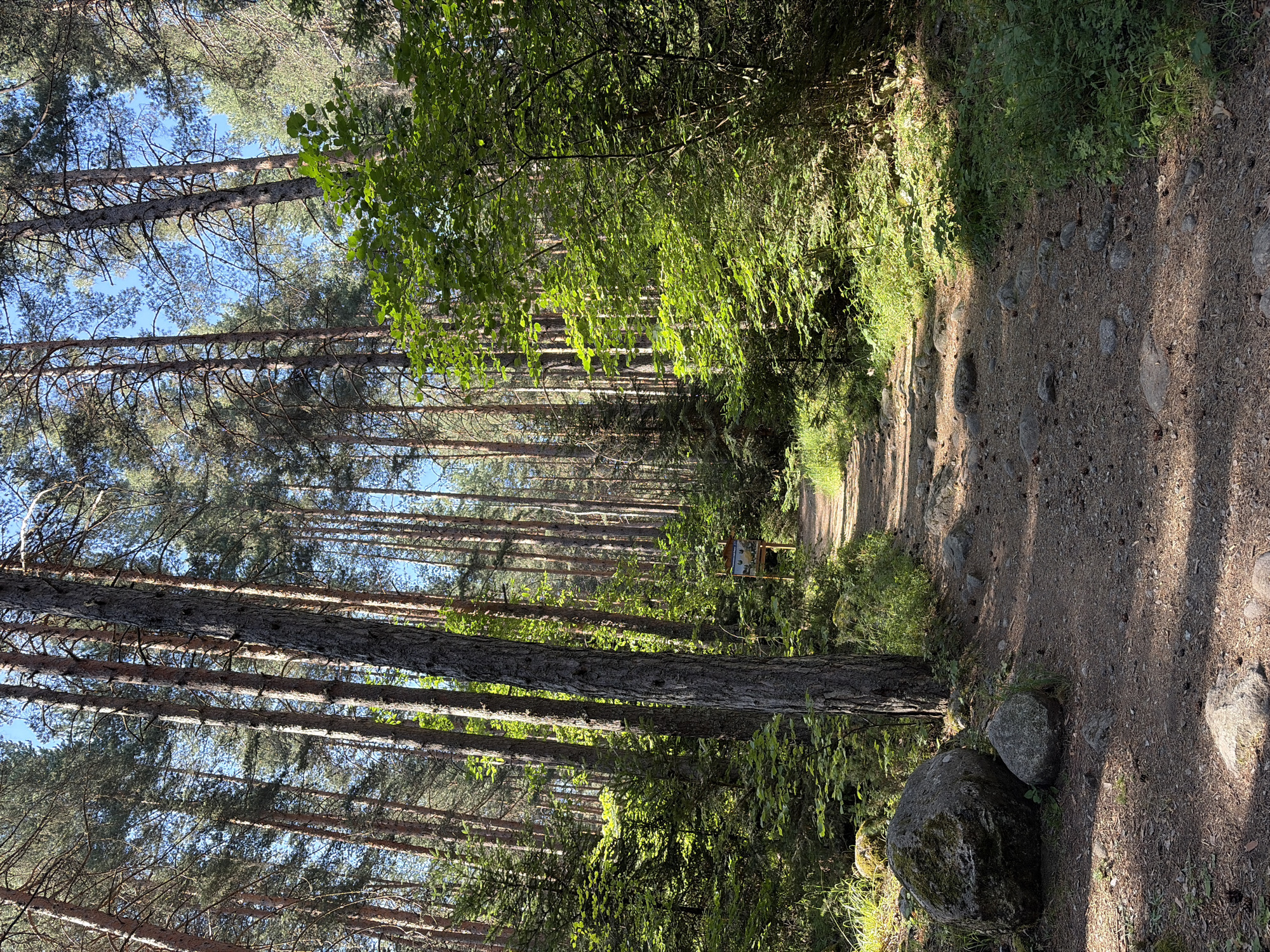 The image depicts a sun-dappled dirt path winding through a dense coniferous forest. Tall pine trees with rough bark and sparse needles dominate the scene, with patches of vibrant green undergrowth and a few deciduous trees interspersed. The ground is covered with pine needles, small stones, and a few larger rocks, including two moss-covered boulders on the left side of the path. Sunlight filters through the canopy, casting shadows across the path and illuminating sections of the forest floor. A wooden signpost with an image is visible on the right side of the path further down. The sky is a clear, bright blue. This scene is consistent with a hiking trail in the Pirin National Park, near Bansko, Bulgaria. There are no people or animals visible in the image.