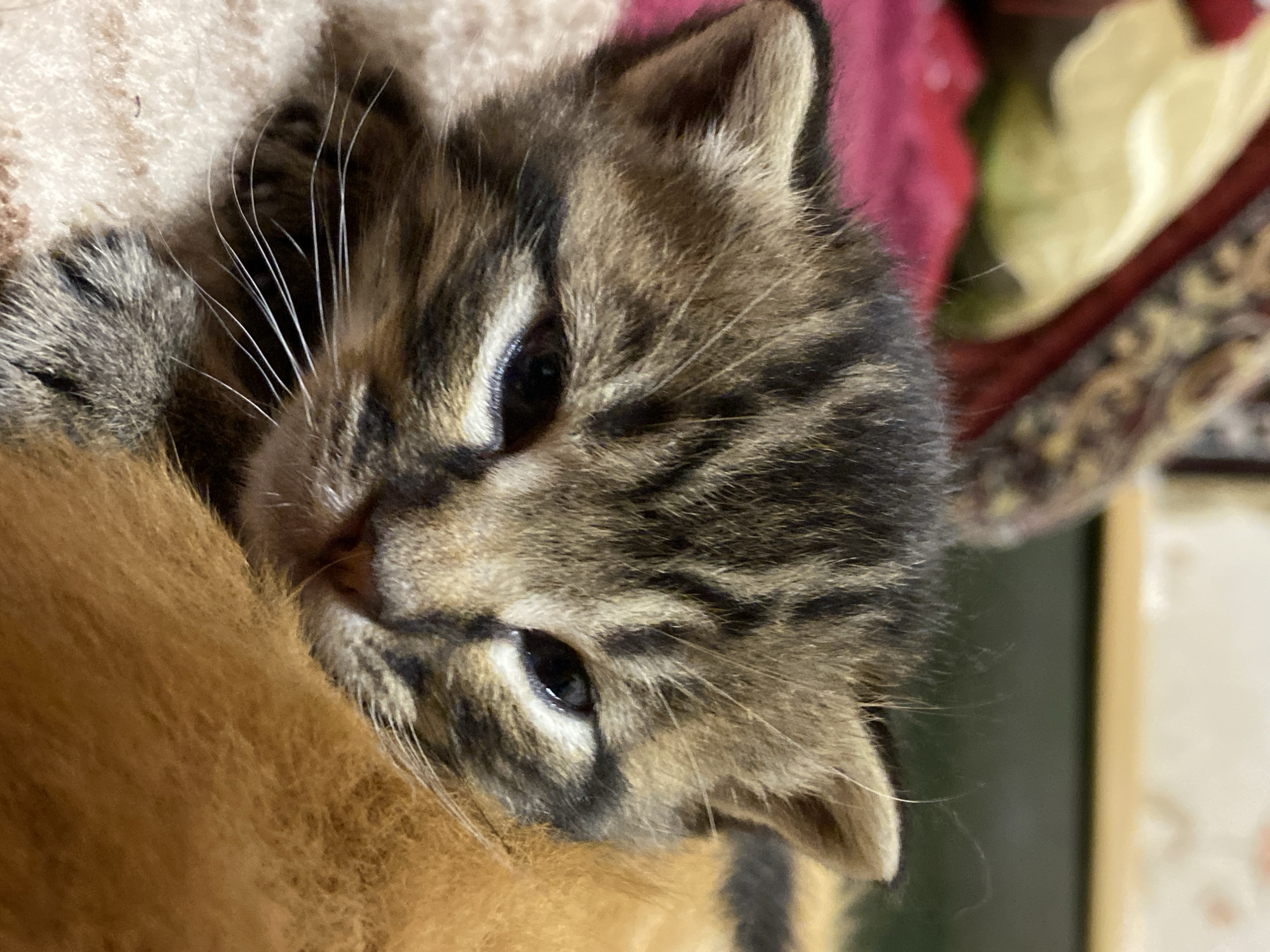 A close-up, slightly tilted portrait captures a young tabby kitten resting on soft furnishings. The kitten features a coat of brown and black stripes, with lighter fur around its eyes and muzzle. Its fur appears soft and fluffy, indicative of its youth. The kitten's dark, alert eyes are fixed on the viewer, suggesting curiosity. Its small, triangular ears are gently perked upwards.
The kitten's head is resting on a soft, warm-toned, possibly orange or brown, furry surface that fills the lower left and central foreground. In the upper left background, another light-colored, soft-textured fabric is visible. The rest of the background is blurred, showing soft shapes and colors, including a vibrant red fabric and a lighter, possibly cream or yellow, patterned textile. These background elements suggest an indoor, domestic setting, likely a comfortable area like a couch or bed. The lighting is soft and even, accentuating the kitten's delicate features and the texture of its fur without casting harsh shadows. No text is visible in the image.