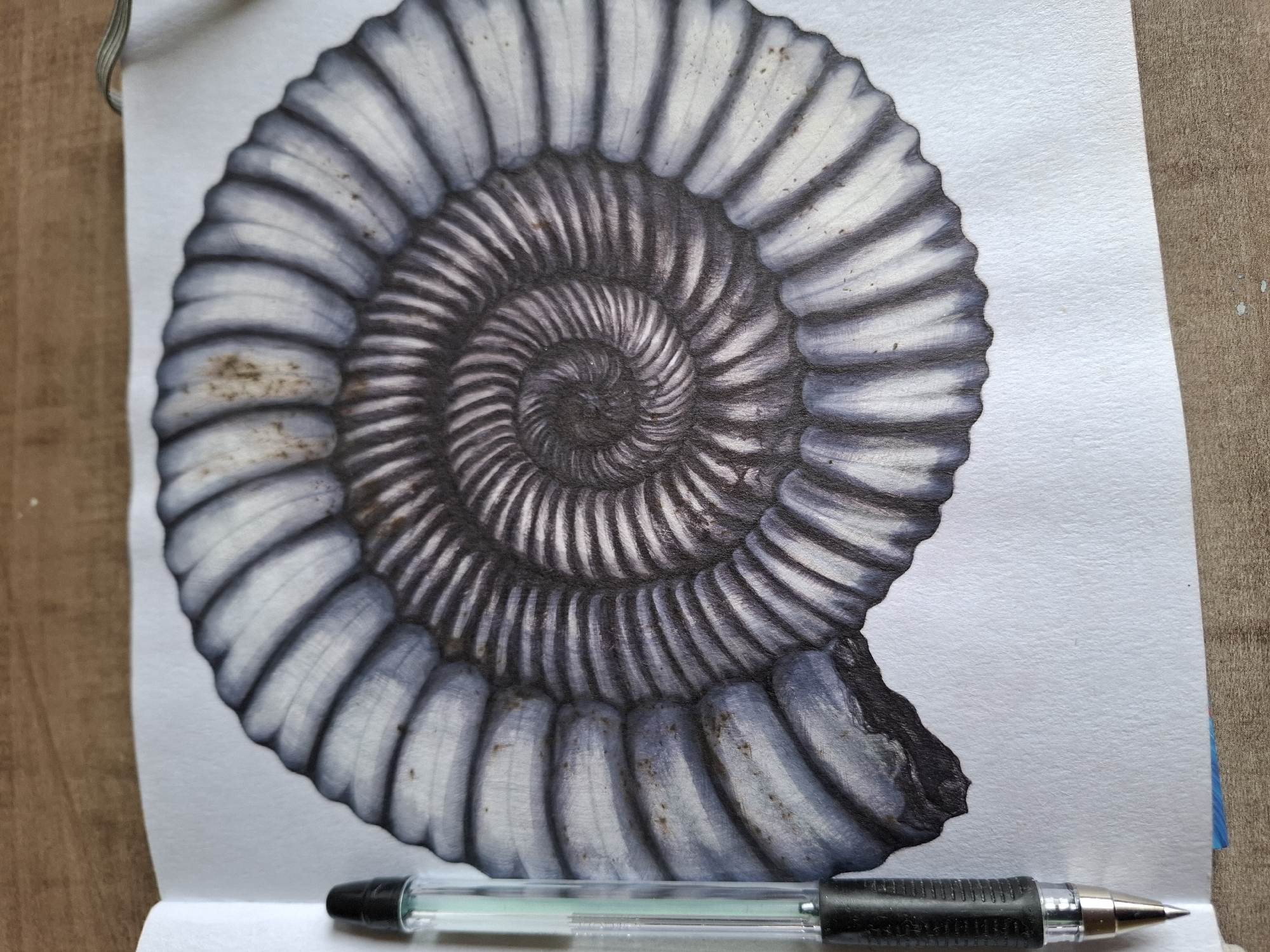 A close-up, overhead shot shows a realistic pencil drawing of an ammonite fossil on white paper. The fossil is drawn in shades of gray and black, with intricate spiral lines and textured ridges. A black and silver pen with a transparent green ink reservoir lies to the left of the drawing, its tip pointing towards the fossil. The paper is resting on a wooden surface, visible in the background. The image does not depict any location in the city of Tyumen, Russia.