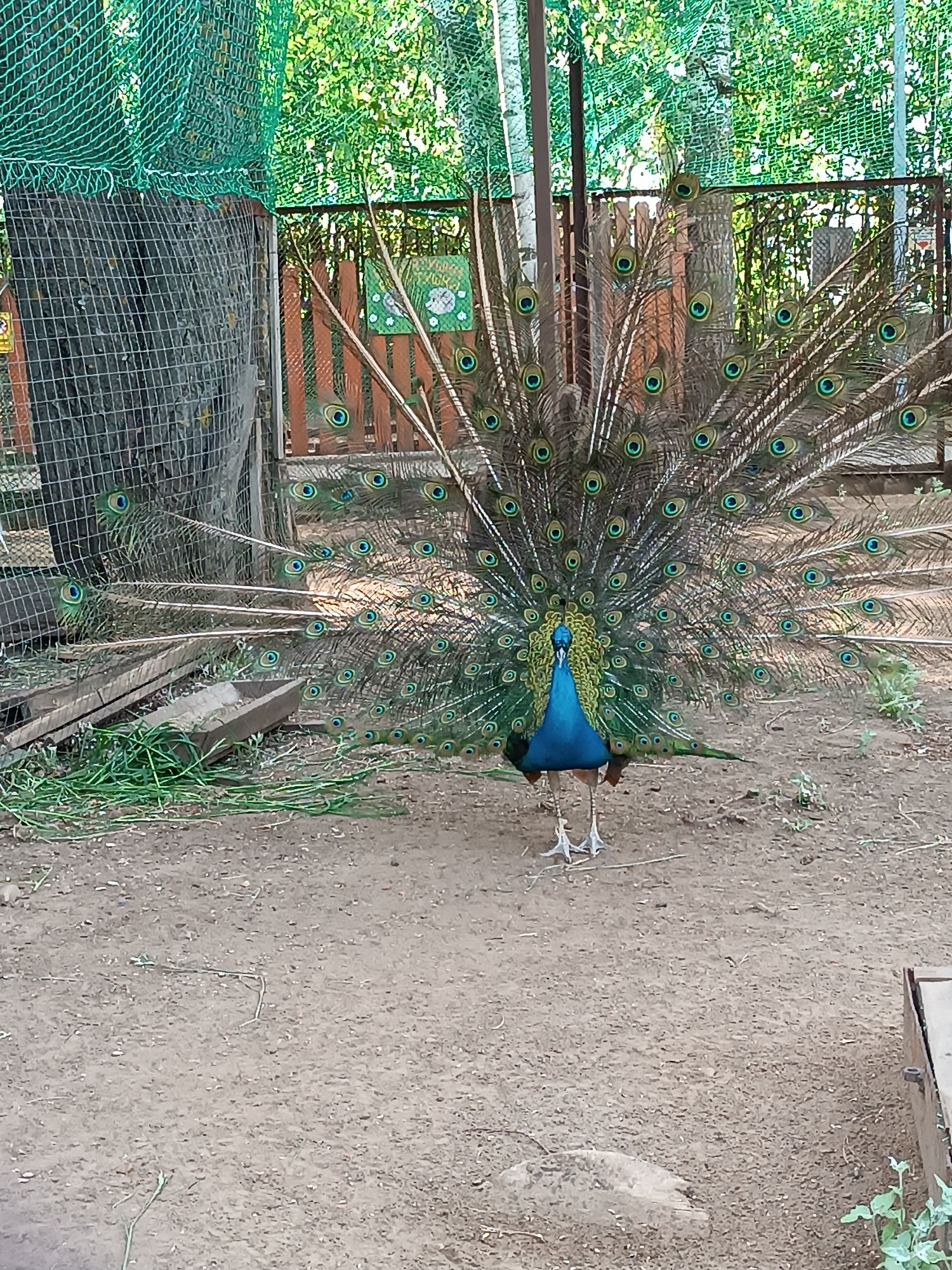 A peacock displays its tail feathers in an outdoor enclosure at an animal park in Chaikovsky, Russia. The bird faces the viewer with its iridescent blue neck and head. The tail feathers are spread wide, showing numerous eye-like markings. The enclosure includes a green mesh netting on the left, a wooden fence, and foliage in the background. The ground is dirt, with patches of grass and wooden structures.