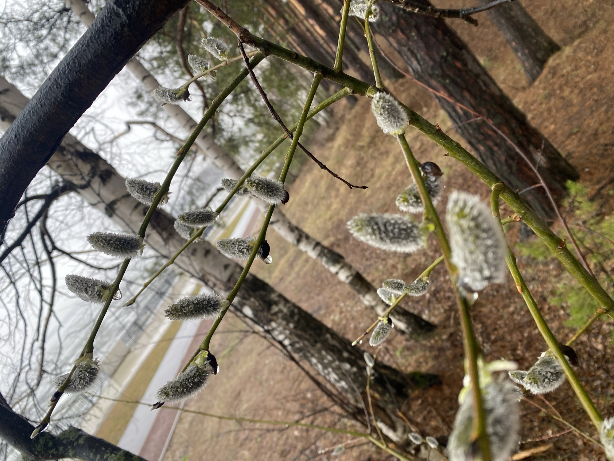 A close-up, diagonal shot captures branches of pussy willow (Salix caprea) laden with soft, grey catkins in what appears to be an early spring setting in Chaikovsky, Russia. The branches are wet, and several catkins show visible water droplets, suggesting recent rain or damp conditions. The foreground branches are sharp, highlighting the delicate, fuzzy texture of the catkins, some of which still have dark protective scales partially attached at their base.
In the blurred background, characteristic white and black bark of birch trees (Betula spp.) is visible, along with darker, possibly pine or spruce, tree trunks and a forest floor covered in dried leaves and needles. The sky is overcast and bright, diffusing the light evenly across the scene. The overall impression is one of nature slowly awakening from winter. No people or text are visible in the image.