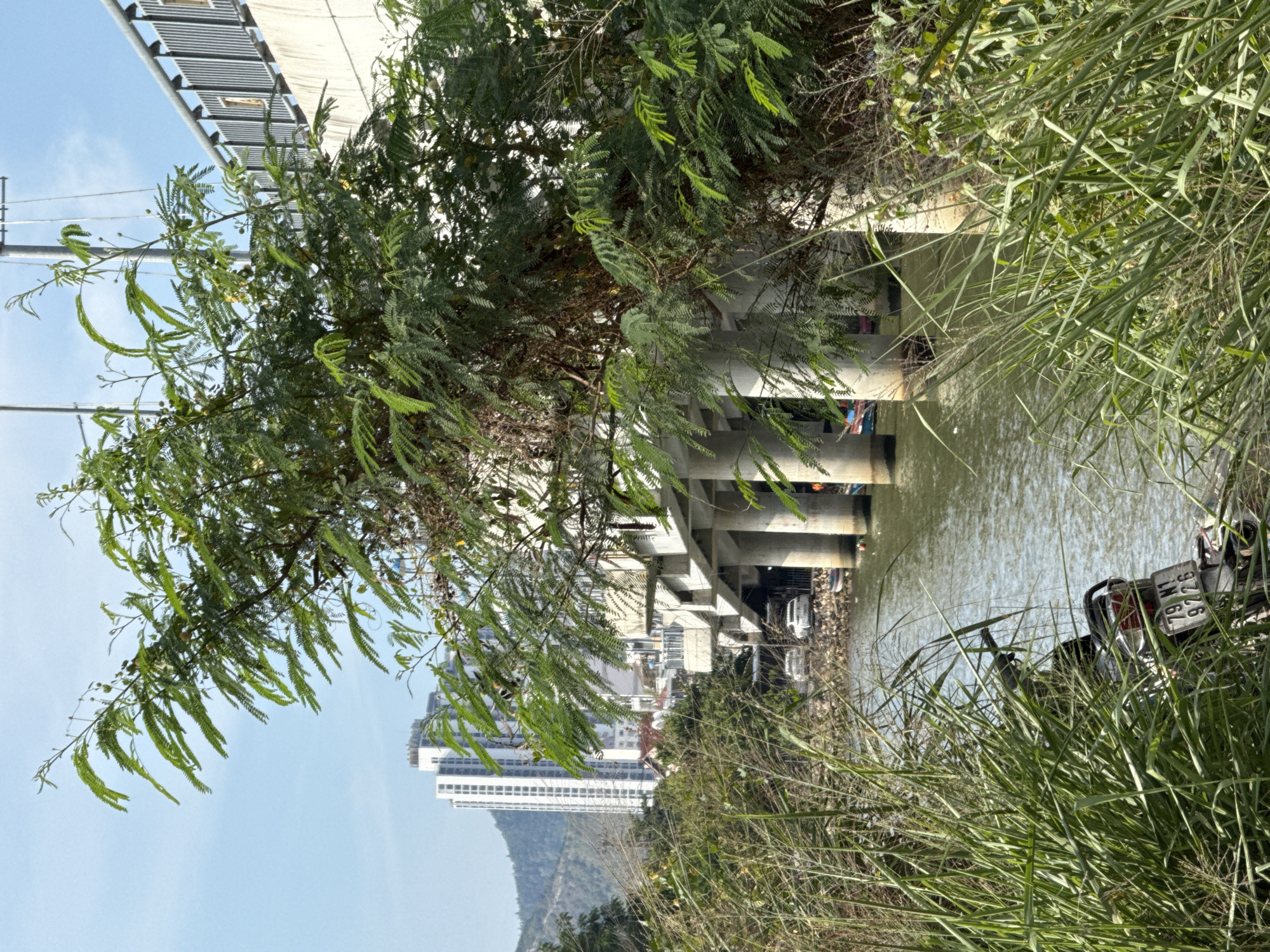 The image captures a view from the bank of a body of water, likely a river or canal, in the city of Bac Nha Trang Ward, Vietnam. In the foreground, tall green grass and foliage dominate, partially obscuring a motorcycle parked on the bank. The motorcycle, visible at the bottom left of the image, has a license plate reading "79 N1 9726".
Beyond the vegetation, a concrete bridge with multiple cylindrical pillars stretches across the water. Underneath the bridge, several white cars are parked on the rocky bank, and small boats are visible in the water. The water itself appears calm and reflects the surrounding environment.
In the background, a modern, multi-story white building stands tall against a clear blue sky, with mountains visible in the distance. The overall scene suggests an urban environment where nature, infrastructure, and residential areas converge. The lighting indicates it is daytime, with sunlight casting shadows. There are no people clearly visible in the frame.