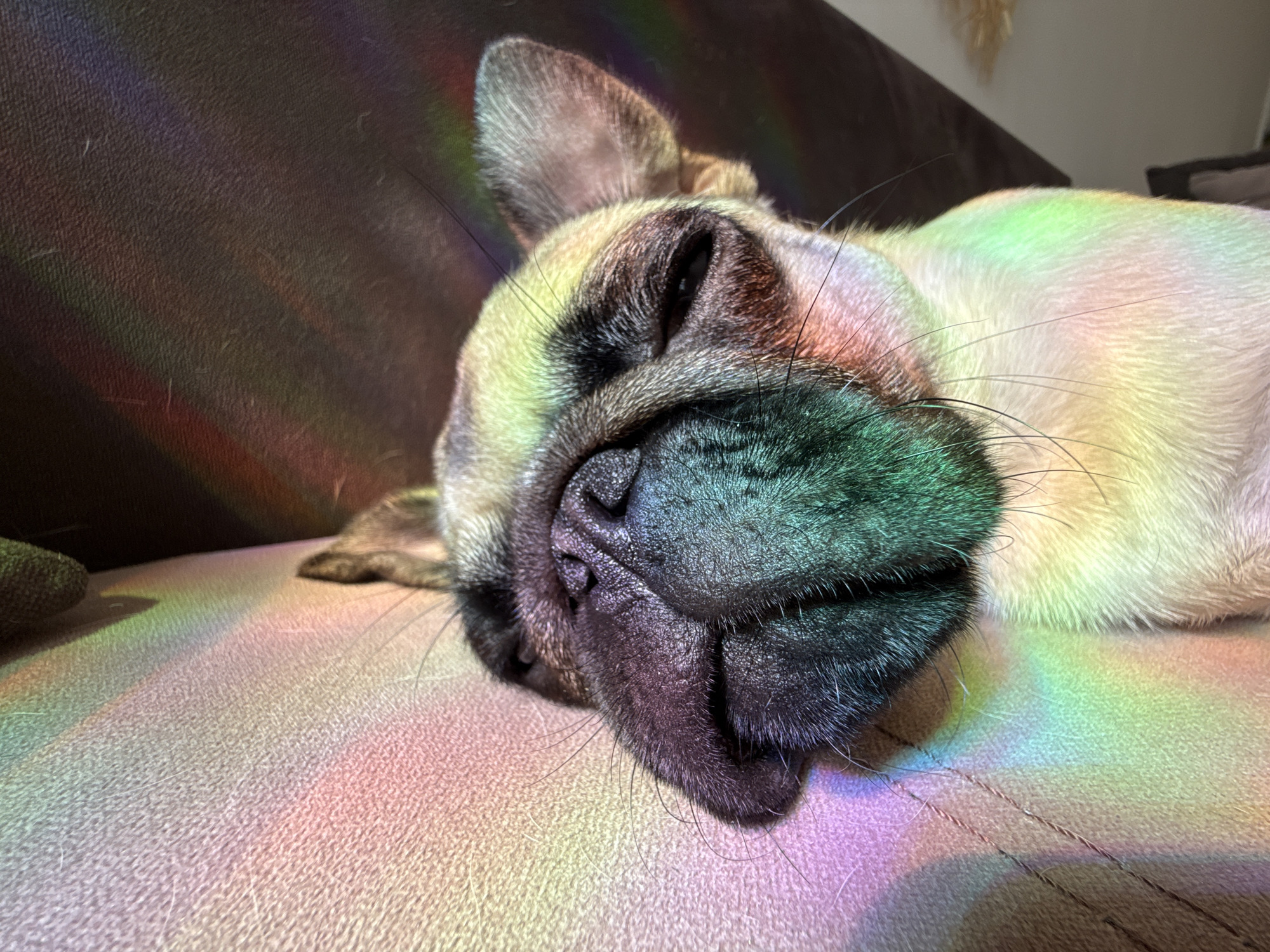 A close-up, low-angle shot shows a fawn-colored French bulldog asleep on a textured, light-pink fabric surface. The dog's face is angled downwards and to the left, with its eyes closed and its snout resting on the surface. A prism effect casts rainbow-colored light across the dog and the fabric, with streaks of green, yellow, pink, and purple visible. The background consists of a dark, possibly brown, textured surface. The overall impression is one of peaceful repose, with the light creating an ethereal quality.