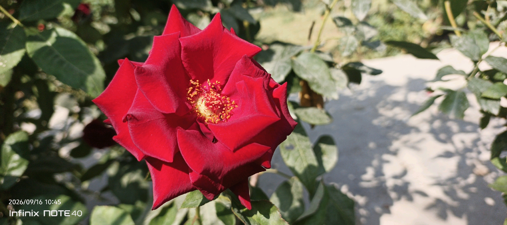 A close-up, low-angle, sunlit outdoor photograph shows a vibrant red rose in full bloom. The rose is the primary subject, positioned slightly left of center. Its petals are velvety and deeply textured, unfurling to reveal a yellow stamen tipped with numerous small, orange anthers. The rose is surrounded by green foliage, with some leaves in sharp focus and others blurred in the background, creating a shallow depth of field. The lighting suggests a sunny day, casting dappled shadows from the leaves onto a pale, textured surface to the right of the rose. In the bottom left corner, a timestamp and device name are visible: "2026/09/16 10:45 Infinix NOTE 40". The scene is set in a garden or natural environment. There are no people or visible human activity other than the presence of the device that captured the image. The location is specified as Muyan, Uzbekistan.