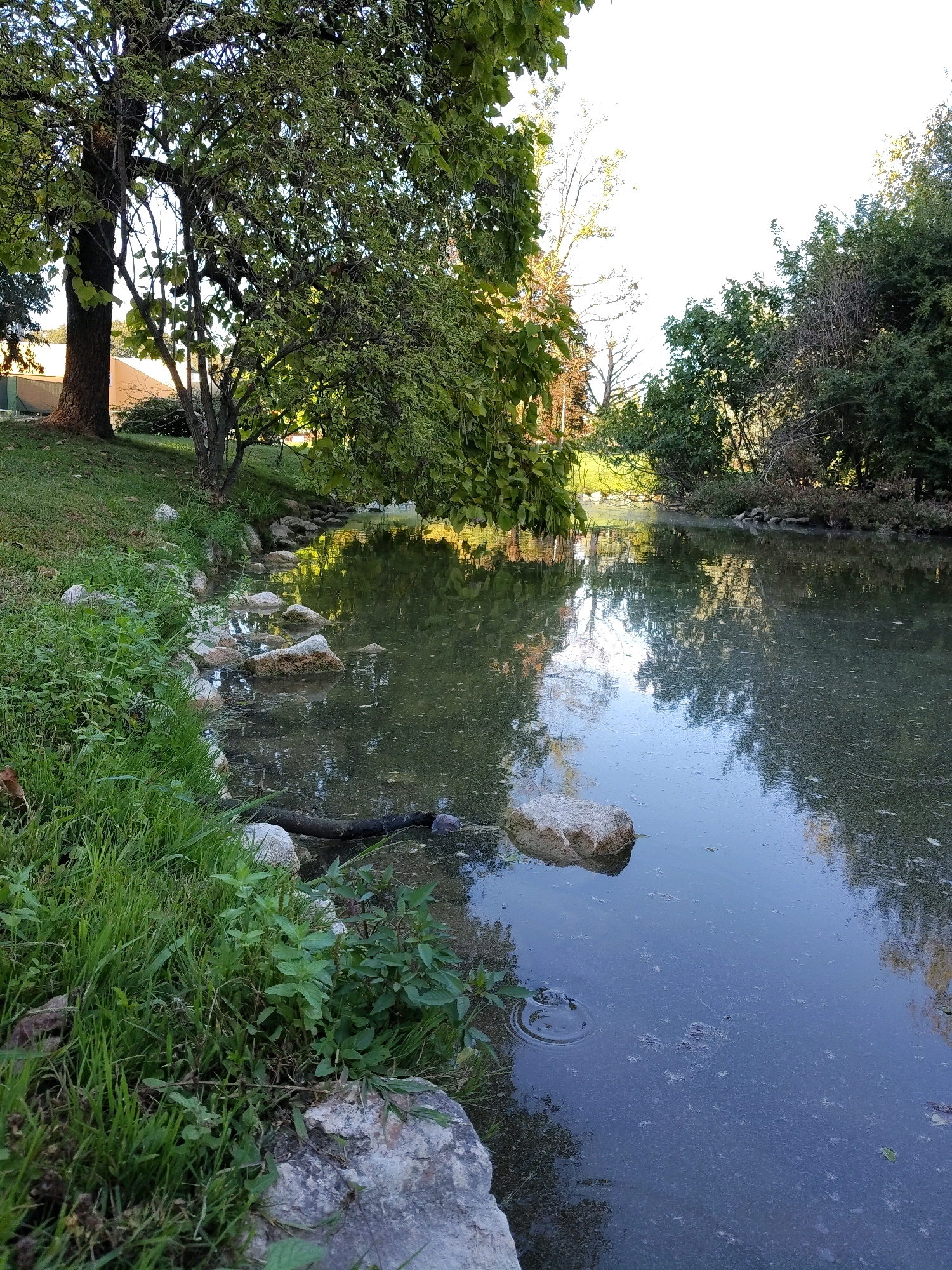 An outdoor, eye-level, vertical shot captures a serene pond with lush greenery and trees lining its banks. The pond's surface is calm, reflecting the surrounding foliage and the bright, overcast sky. Scattered rocks punctuate the shoreline, with some partially submerged in the water. A fallen log lies partially submerged near the bank, adding a rustic touch to the scene. The water appears murky, with a faint film on its surface, possibly indicating algae or sediment. The overall impression is one of natural tranquility, a quiet corner of a park or natural reserve. There are no people or animals visible in the frame. The location is a park in an unknown city.