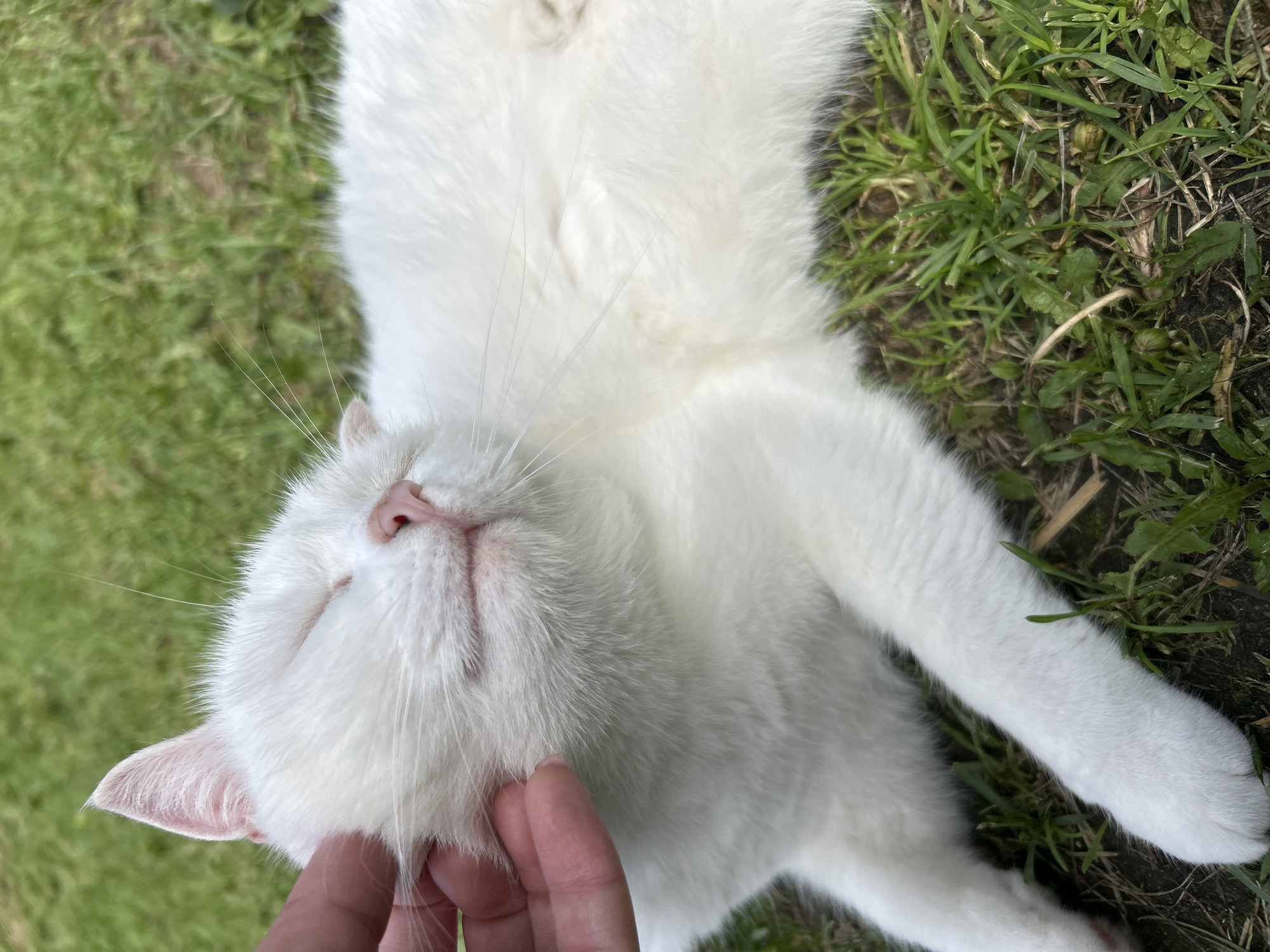 A white cat with closed eyes is lying on green grass, with a hand gently stroking its head. The cat appears relaxed and content. The background consists of more green grass and some dry leaves or twigs. The scene is outdoors, likely in a garden or park, suggesting a calm and peaceful moment. There is no identifiable information about the location in Chaikovsky, Russia.