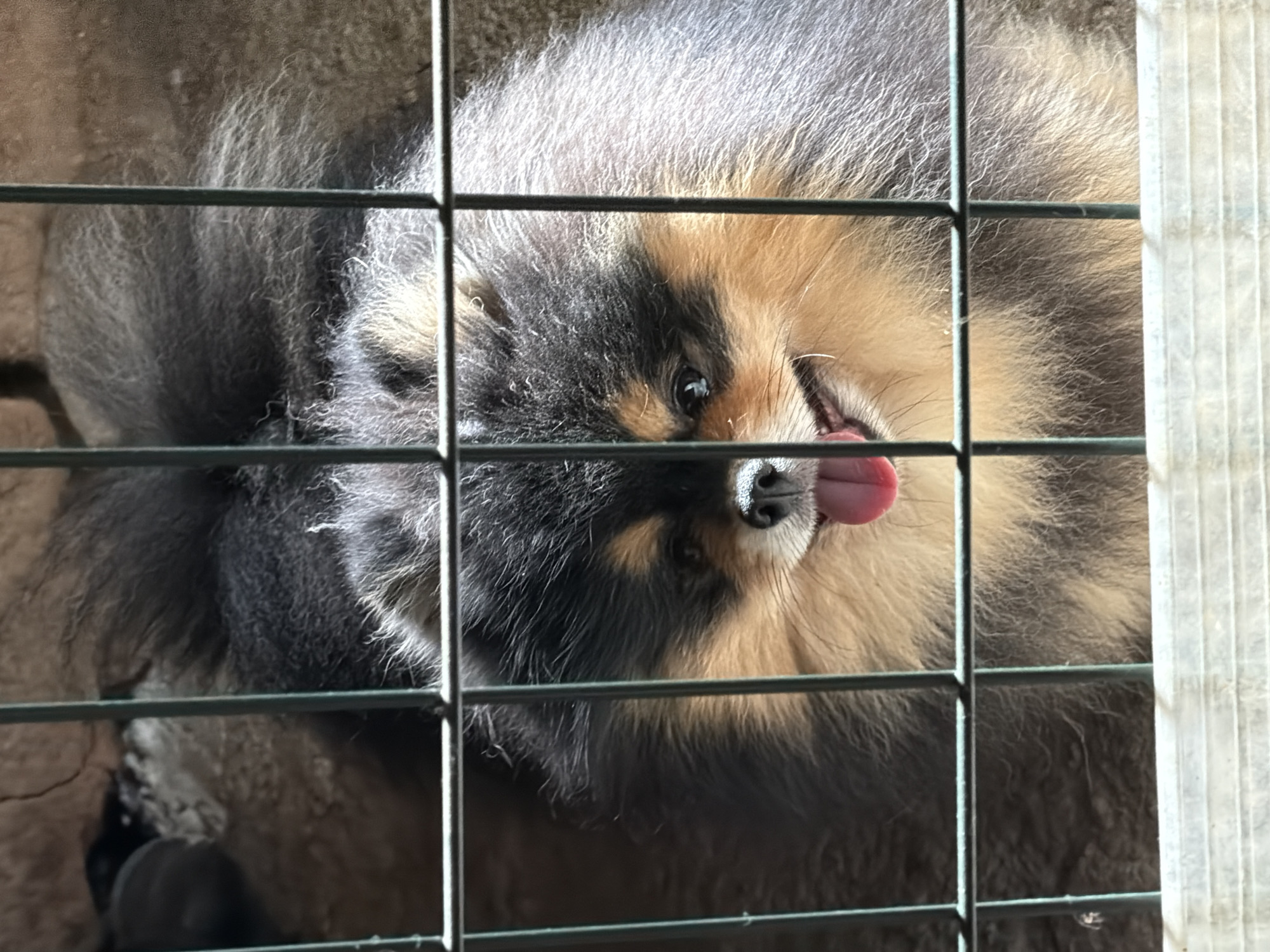 A small, fluffy dog, resembling a Pomeranian or a similar spitz breed, is captured in a close-up, high-angle shot, looking through the metal bars of an enclosure. The dog's head is tilted, and its black eyes gaze directly upwards. Its fur displays a rich mix of black, dark brown, and tan, with some lighter greyish hues visible on its body. A notable detail is its pink tongue, playfully sticking out from the corner of its mouth, beneath its black snout which is framed by some white fur.
The metal bars of the cage or fence are prominent in the foreground, creating a grid pattern that partially obstructs the view of the dog. The background is indistinct, appearing as earthy tones, suggesting either dirt, bedding, or a simple floor within the enclosure. Bright, natural daylight illuminates the scene, highlighting the texture of the dog's fur. The dog's expression appears relaxed and curious, conveying a sense of playfulness or keen observation. No text is visible in the image. The setting is in Panagyurishte, Bulgaria.