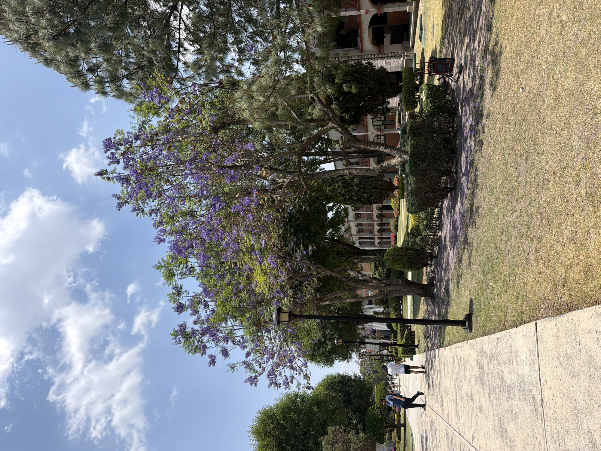 The image depicts a street scene in San Andrés Cholula, Mexico. The scene features a sidewalk bordered by a grassy area with trees, including one with purple flowers. The sky is blue with scattered clouds. In the background, there is a building with architectural details. On the sidewalk, two people are walking. There are lamp posts along the sidewalk. The overall environment appears to be a well-maintained urban park or streetscape.