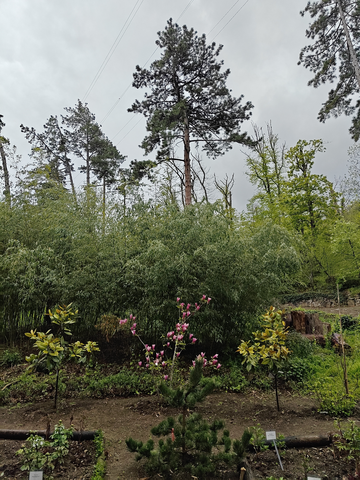 This image captures a serene view within a botanical garden or arboretum in Tbilisi, Georgia, under an overcast sky. The scene is lush with diverse plant life, featuring multiple layers of vegetation.
In the foreground, there are cultivated garden beds with dark soil. A small conifer, likely a young pine, stands prominently in the center-bottom. To its left, a deciduous shrub with delicate pink flowers, resembling a magnolia, adds a vibrant burst of color. Another small tree with bright, almost chartreuse-colored leaves is positioned to the left. Plant labels are visible in these beds, indicating a curated collection.
The midground is dominated by a dense, tall grove of bamboo, forming a thick green wall. Behind the bamboo, the terrain rises, populated by a variety of trees. Several tall, dark green pine trees pierce the sky, their branches silhouetted against the light gray clouds. Interspersed among them are broadleaf trees, some bearing fresh, bright green spring foliage. Faint power lines stretch across the upper portion of the cloudy sky.
To the right, a weathered stone wall and a large tree stump are visible, hinting at older elements within the landscape. The ground appears to be a mix of dirt paths and mulched areas, bordered by wooden logs. The lighting is soft and diffused, characteristic of an overcast day, and there are no people visible, contributing to a peaceful atmosphere.
Visible text on a plant label in the bottom-left corner appears to read partially "Daphne 'Frauenhofer'" or similar, and another label to the right is mostly obscured. The overall impression is one of a well-maintained and diverse botanical collection.