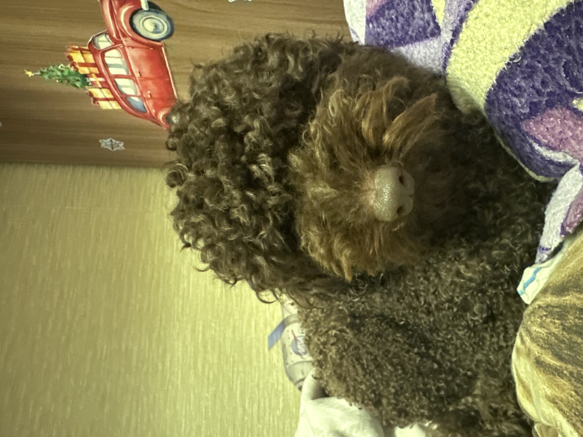 In this close-up, overhead shot, a brown, curly-haired dog is the primary subject, nestled comfortably on a bed. The dog's head is turned away from the camera, with its nose and muzzle visible. It appears to be resting, possibly sleeping, with a relaxed posture.
The background shows a textured, light-colored wall or surface on the left side of the frame. On the upper left, a decorative element featuring a red vintage truck carrying a Christmas tree and gifts is visible against a wooden-textured background. This suggests a holiday or festive theme.
The dog is lying on a surface covered with blankets or throws. One blanket on the right features a pattern of purple, yellow, and white stripes, possibly a knitted or woven fabric. Another blanket beneath the dog has a pattern of brown, beige, and white stripes, resembling fur or a woven texture. A small blue and white object with a logo that includes "NASA" is partially visible near the dog's body, suggesting a toy or decorative item.
The lighting appears to be indoor ambient light, creating a warm and cozy atmosphere. The focus is on the dog and its immediate surroundings, highlighting the texture of its fur and the fabric of the bedding. The overall mood is peaceful and domestic. No specific time of day or weather conditions are indicated. The location context provided is Sayanogorsk, Russia, but there are no visual cues in the image to confirm this. There is no visible text other than the "NASA" logo.