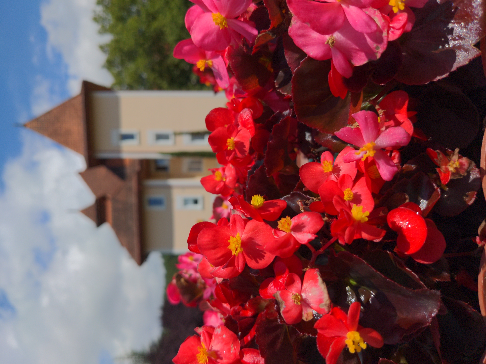 A close-up, low-angle shot shows a planter filled with vibrant red and pink begonia flowers in the foreground. The flowers are in full bloom with delicate petals and yellow centers. Behind the flowers, a light yellow building with a reddish-brown turret and roof is visible. The building has several windows and is partially obscured by lush green trees. The sky above is blue with scattered white clouds. The scene is likely outdoors, possibly in a garden or courtyard of the building. The image is sharp and well-lit, suggesting it was taken on a sunny day. There are no people visible in the image. The location of Holubyne, Ukraine, is not evident from the visual information present in the image.