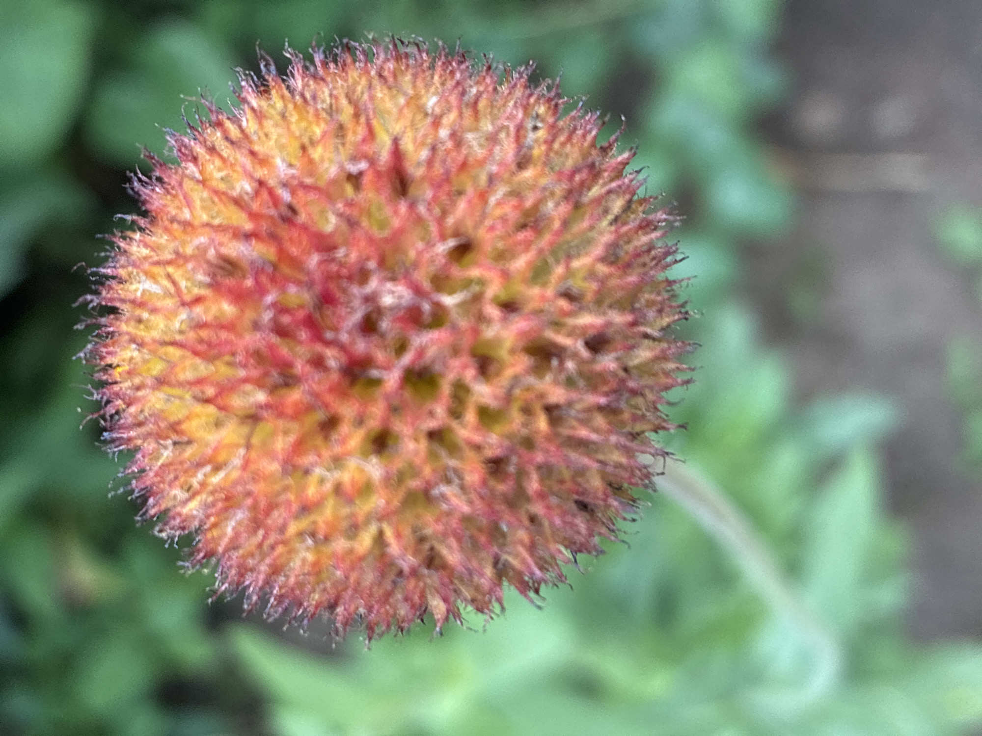 A close-up, slightly out-of-focus shot shows a spherical, spiky flower head, primarily in shades of orange and red, with hints of yellow. The background is blurred green foliage. No people or identifiable objects beyond the flower are present. The image was taken in the city of Totskoye, Russia.