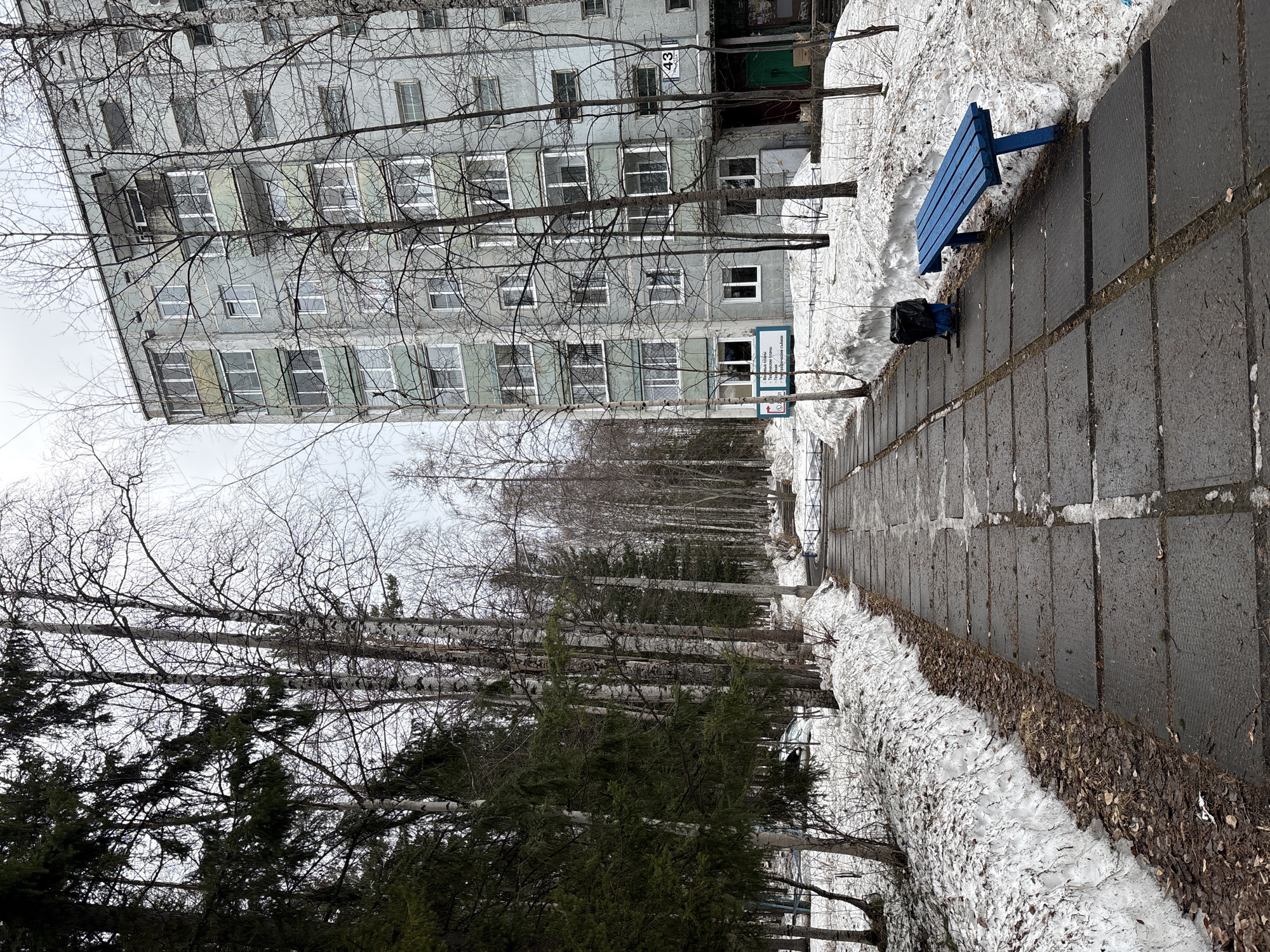 The image captures an outdoor urban scene in Ust-Ilimsk, Russia, likely during late winter or early spring. A tall, gray multi-story apartment building, characteristic of Soviet-era architecture, occupies the left side of the frame. The building features numerous windows and bears the number "43" prominently near an upper entrance. Its facade appears weathered, with varying shades of gray and pale green on some sections.
In front of the building, a dense cluster of bare-branched trees, predominantly birches with their white trunks, creates a intricate network against the overcast sky. Further along the pathway, darker evergreen trees are also visible. A paved walkway, made of large, dark rectangular slabs, leads from the foreground into the distance on the right. Alongside this path, a bright blue wooden park bench stands out. Near the bench, a black bag or object rests on the ground.
Accumulations of dirty, melting snow line the edges of the pathway and the base of the trees, interspersed with patches of dry, brown leaves and grass, indicative of a thawing period. A small blue and white sign with Cyrillic text is visible near one of the building's entrances; partial words like "Местная власть" (Local authority) and "Телефон" (Telephone) can be discerned. The sky is uniformly gray and overcast, suggesting daytime with subdued lighting. No people or specific activities are depicted, contributing to a quiet and somewhat stark atmosphere.