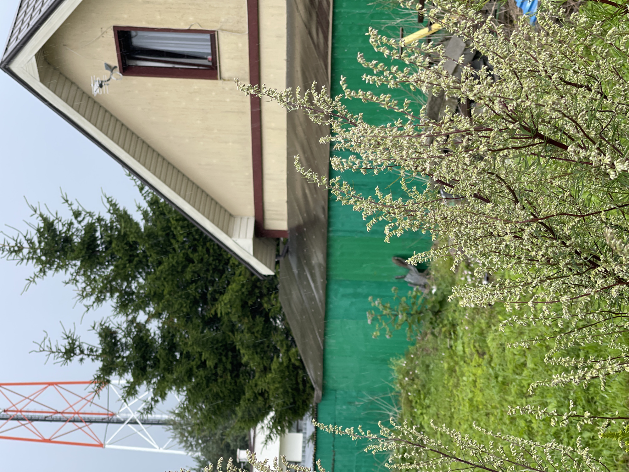 The image captures a residential backyard scene in Zelenogradsk, Russia, under a grey, overcast sky with light rain falling. In the foreground, feathery, light-colored plants with small buds or flowers dominate the lower half of the frame. Behind these plants is a vibrant green wooden fence. Beyond the fence, a dark, sloped roof covers a structure, possibly a shed or garage. To the right of this roof, the upper portion of a light yellow house is visible, featuring a dark-trimmed window and a television antenna mounted on the exterior wall. In the background, several tall, dark green evergreen trees stand against the sky. Further in the distance, a prominent red and white lattice radio tower rises above the trees. A white building is also visible behind the trees on the left side of the frame. The overall impression is of a slightly damp, rural or suburban environment.