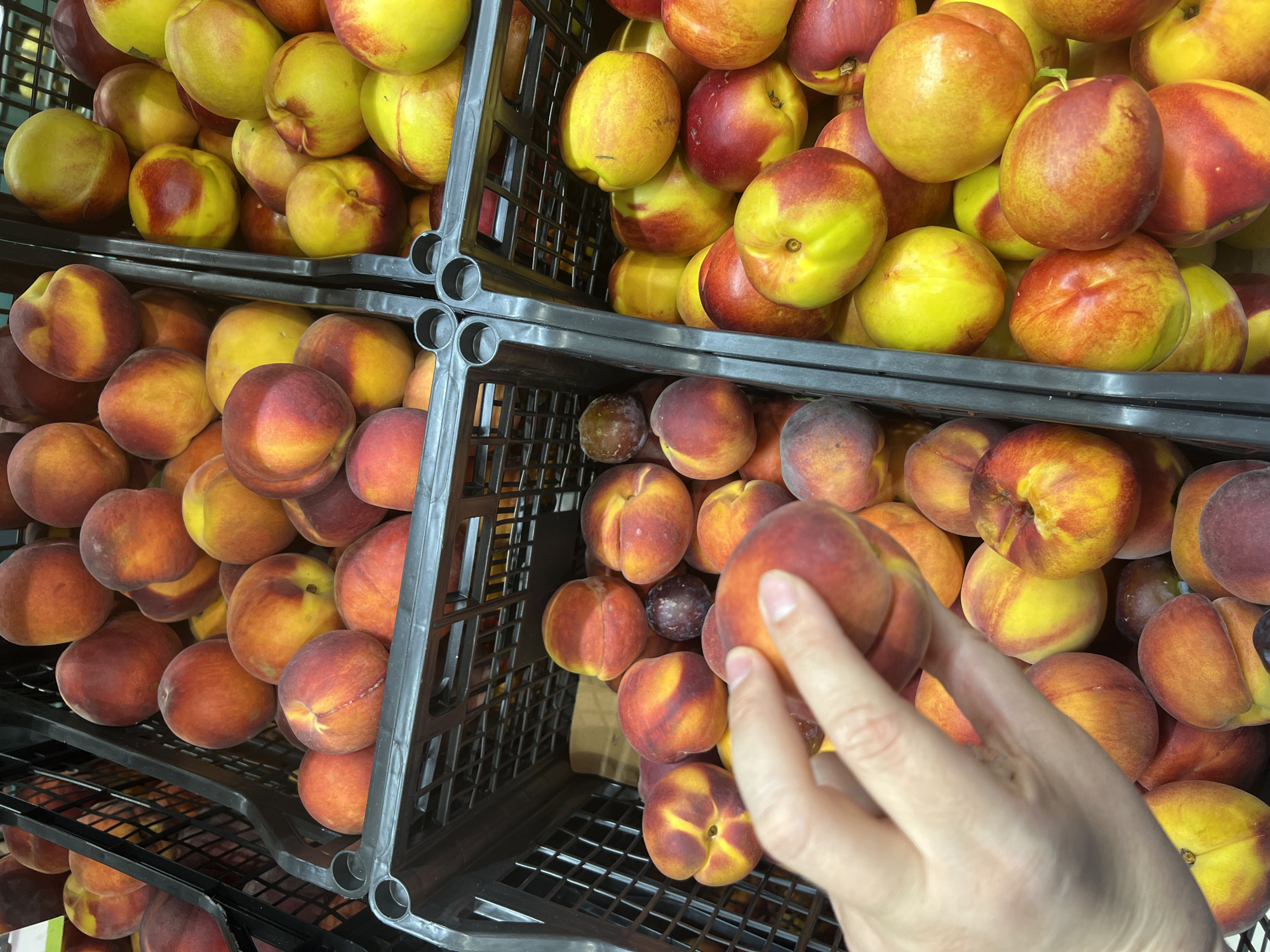 In an indoor setting resembling a market stall, a human hand is visible in the foreground, holding a ripe peach. The hand is delicately positioned, with fingers slightly curled around the fruit, suggesting careful selection or examination. The peach itself is a vibrant blend of red and yellow hues, indicative of its ripeness.
The background is filled with multiple black plastic crates, overflowing with a variety of peaches and nectarines. These fruits exhibit a similar color palette to the one held in the hand, ranging from deep reds and oranges to bright yellows. Some fruits are stacked precariously, while others are nestled closely together, creating a sense of abundance. The crates are arranged in a grid-like fashion, common in retail environments.
The lighting in the scene is bright and even, illuminating the fruits and casting subtle shadows. There is no visible signage or contextual information to specifically place this scene in Chișinău, Moldova, or any other particular city. The focus is solely on the produce and the action of the hand interacting with it.