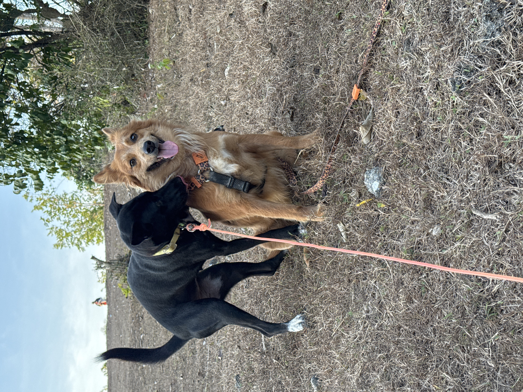 Two dogs are interacting in a grassy, outdoor environment. The dog on the left is black with a yellow collar and is leaning towards the dog on the right. The dog on the right is brown and tan with a harness featuring a leopard print pattern and is sitting. Both dogs appear to be on leashes. In the background, a person is visible in the distance on a hillside, and trees and brush are present. The ground is covered with dry grass and a few rocks. The sky is visible and appears to be overcast. The scene is consistent with a park or natural area within Kuta Selatan, Indonesia, given the presence of dry vegetation and the general landscape.