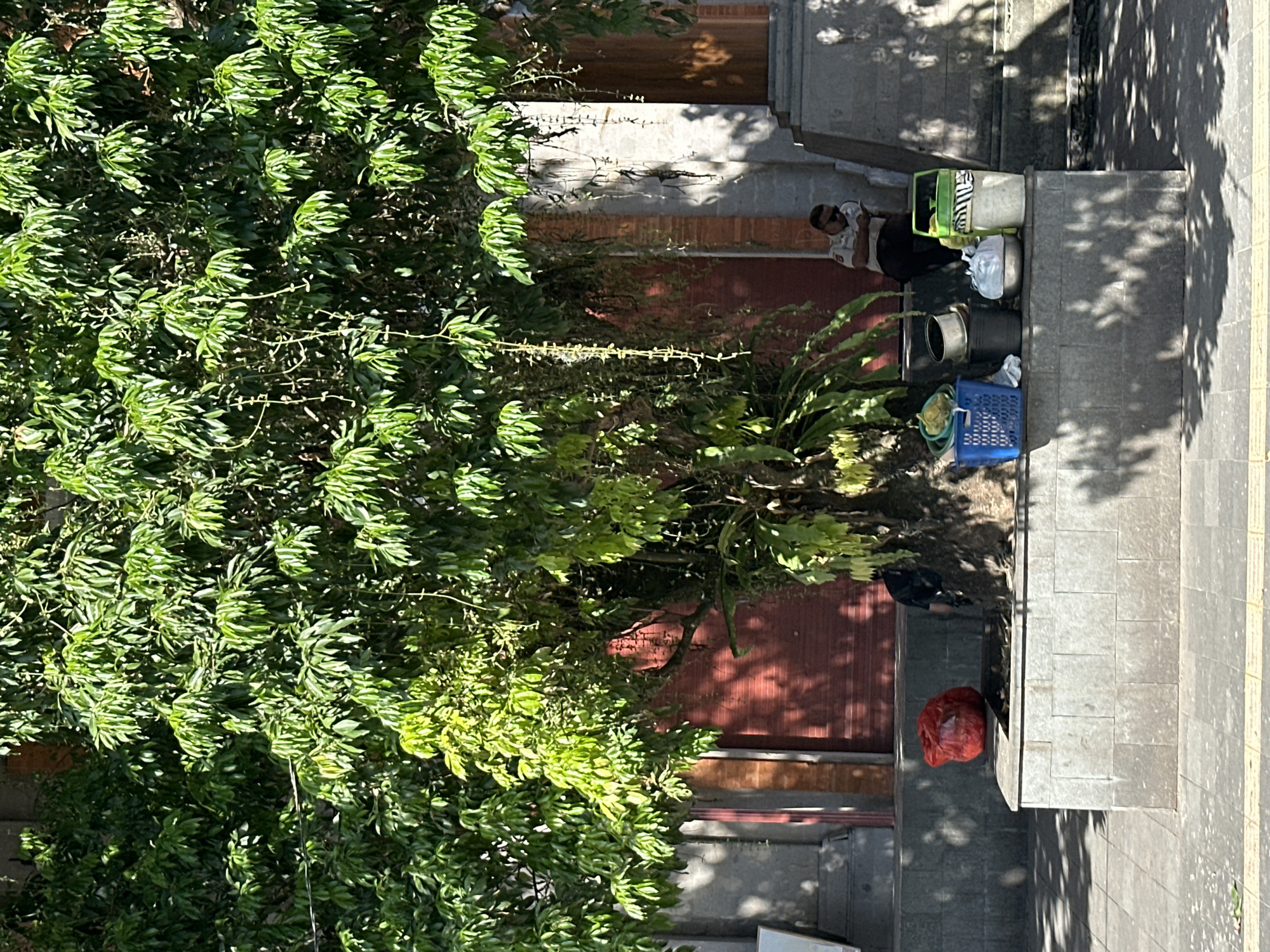 A person is sitting on a stone bench in front of a large tree with lush green foliage. The person is wearing sunglasses and appears to be looking at a phone. To the left of the person, there are several items on the bench, including a red plastic bag, a blue basket, several metal containers, and two trash bins. The bench is made of large, light-colored stone blocks. Behind the bench and the tree, there is a building with a red-colored facade and a large wooden column. The scene appears to be on a sidewalk in a city, possibly Ubud District, Indonesia, given the presence of lush vegetation and the architectural style. The lighting suggests it is daytime, with sunlight casting shadows on the ground and the building.