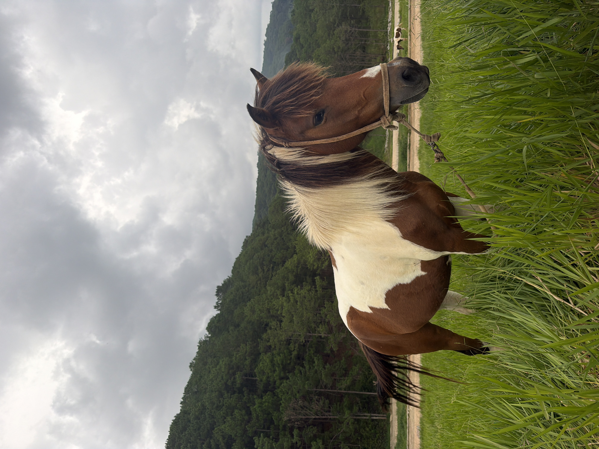 A brown and white horse stands in tall green grass with a rope halter on its face. The horse is looking to the right of the frame, with its mane partially covering its eyes. In the background, a dense pine forest covers a hillside, with a cloudy, gray sky overhead. The setting appears to be a rural area in the outskirts of Da Lat, Vietnam, likely a farm or open pasture. Another horse, smaller and farther away, is visible in the background to the right. The ground where the horse is standing is covered in lush green grass.