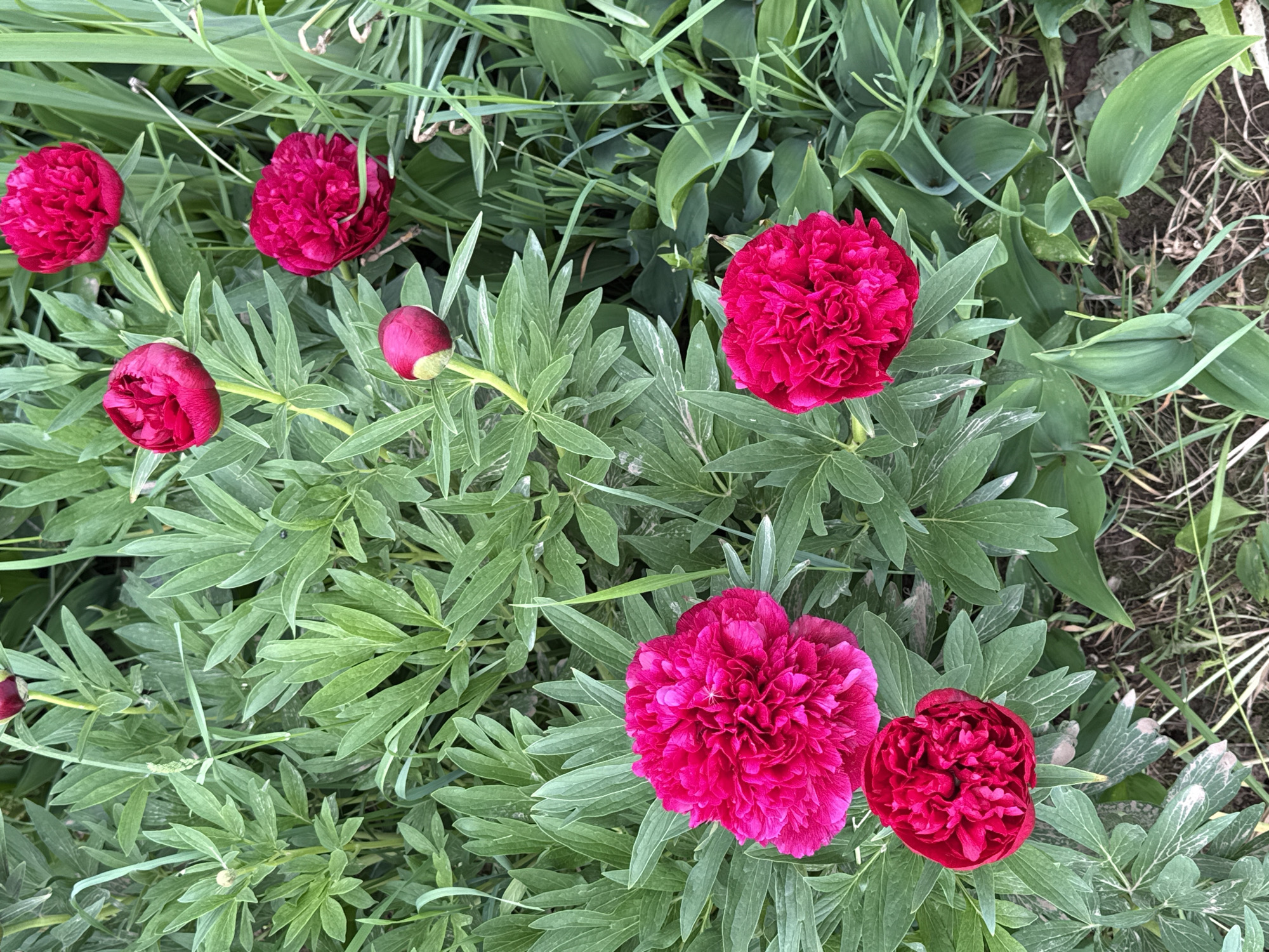 The image presents a detailed view of a garden bed featuring multiple fuchsia-colored peony flowers and abundant green foliage. The scene is located in the city of Ляльшур, Russia.
Seven peony blooms are visible in various stages of development. Two large, fully open peonies dominate the lower half of the frame; one in the bottom left corner and another in the lower middle. These flowers display numerous, densely packed, ruffled petals of a vibrant fuchsia hue. A small, pale, spider-like creature is visible on the surface of the large peony in the bottom left. Three additional medium-sized, fully open fuchsia peonies are clustered towards the upper right quadrant of the image. Two peony buds are also present: one tightly closed, positioned centrally in the upper half, and another smaller, partially unfurling bud situated towards the bottom left.
The flowers are surrounded by dense growth of dark green, deeply lobed peony leaves, which exhibit some lighter venation and occasional pale discoloration. Various thinner, lighter green blades of grass and other small plants are interspersed among the peony foliage. The ground, visible towards the bottom and right edges, consists of dark brown soil with scattered dry grass and organic debris. The scene is illuminated by natural, even light, suggesting an outdoor setting during daylight hours. No people or artificial structures are present.