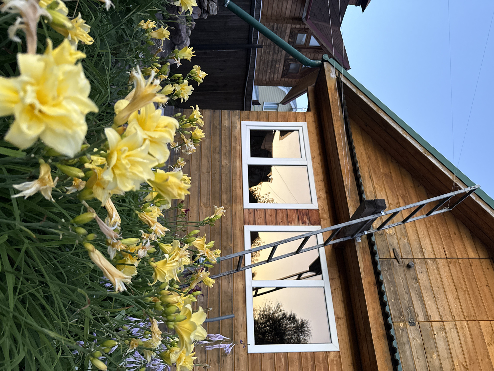 This is a daytime, eye-level, outdoor, medium shot of a wooden house with yellow daylilies in the foreground. The house is made of horizontal wooden planks, with a green metal roof and a green downspout. Two windows with white frames are visible on the house, reflecting the sky and trees. A metal ladder leans against the side of the house, extending towards the roof. The garden in front of the house is filled with numerous yellow daylilies in various stages of bloom. In the background, another wooden house with a dark roof is visible, along with a dark wooden fence. The sky is a clear blue. The location is identified as Bor, Russia. There are no people or animals visible in the image.