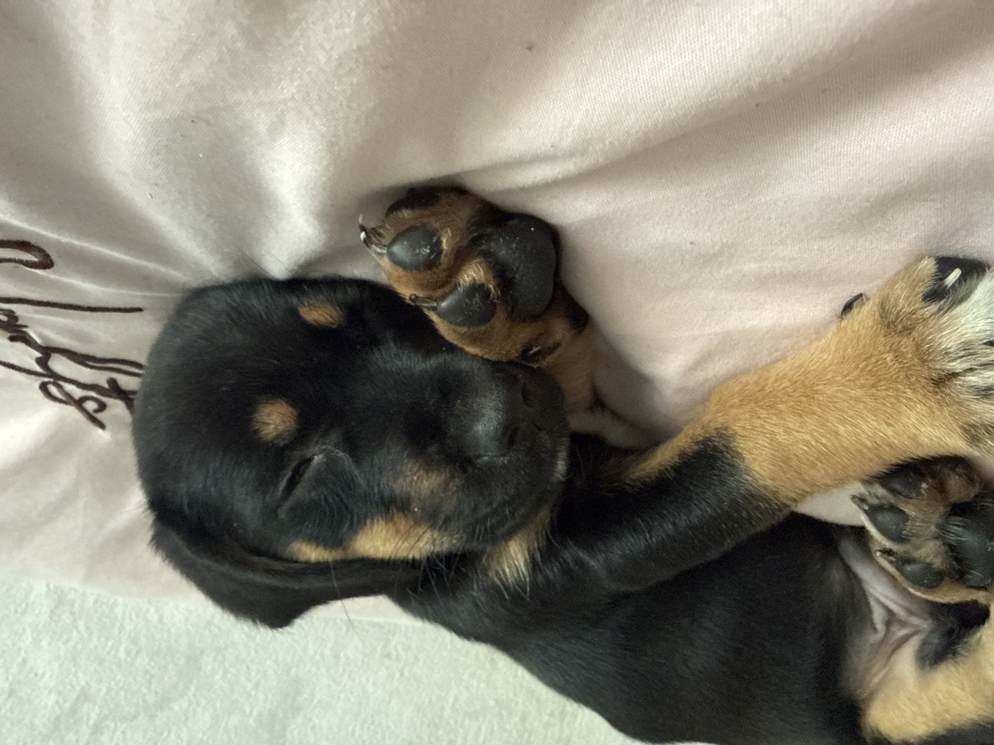 A black and tan puppy is captured sleeping soundly on a light-colored, possibly cream or beige, fabric surface, which appears to be a blanket or bedding. The puppy is lying on its back or side, with its eyes gently closed, suggesting a deep state of rest. Its fur is short, and it exhibits classic black and tan markings, with tan patches visible above its eyes, on its muzzle, chest, and paws. Its tiny black paw pads are clearly visible, and small, light-colored claws can be seen on some of its paws. The puppy's body is curled slightly, and one of its front paws is raised near its face. The fabric on which the puppy rests shows gentle folds and wrinkles. In the lower-left area of the fabric, some dark, cursive-style text or embroidery is visible, though it is illegible. The overall scene conveys a sense of peacefulness and cuteness. The image is taken from a slightly overhead angle, with soft lighting illuminating the subject. While the location context is provided as Birobidzhan, Russia, there are no specific visual cues within the image itself to confirm this.