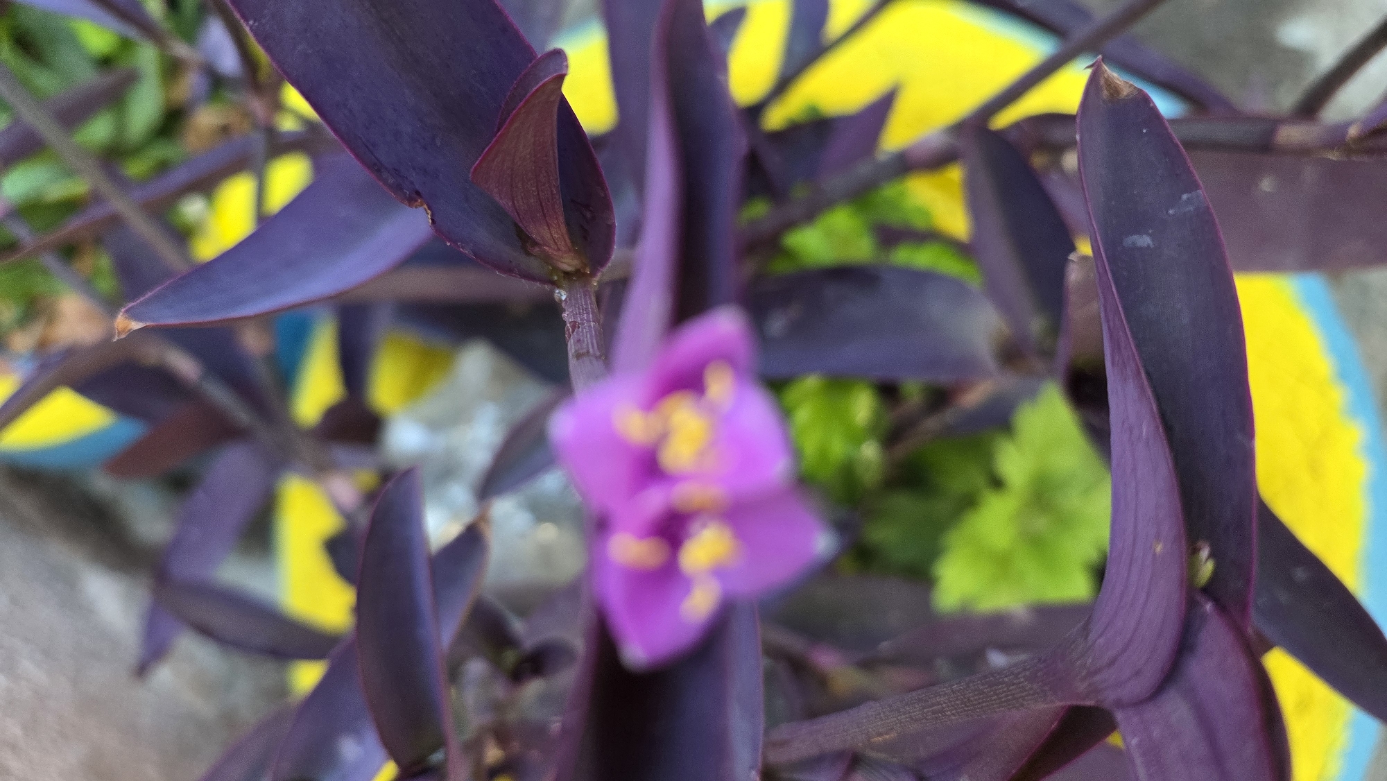 A close-up, slightly out-of-focus photograph shows purple heart plant leaves and a small purple flower with yellow stamens. The plant is set against a background with vibrant yellow and blue colors, possibly a painted pot or mural. The overall scene suggests an outdoor urban setting, likely a park, garden, or balcony in Tokmok City, Kyrgyzstan. The lighting appears to be natural daylight.