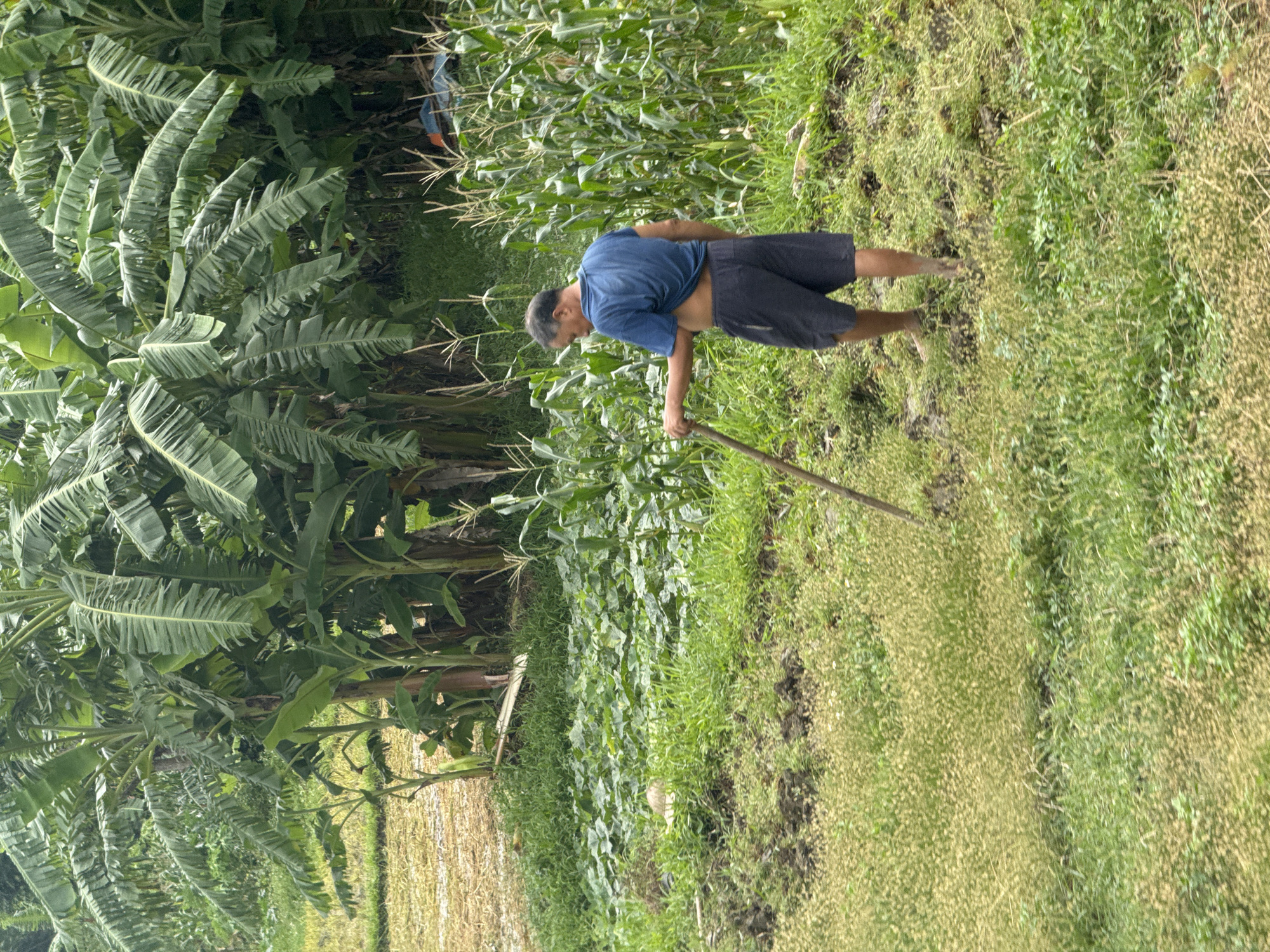 In a rural outdoor setting in Mai Chau, Vietnam, a man is depicted working in a field. He is wearing a blue t-shirt and dark shorts, and appears to be using a wooden tool, possibly a hoe or rake, to tend to the land. The surrounding environment is lush and agricultural, characterized by numerous banana trees with large, broad leaves, and rows of corn stalks. The ground is covered with a mix of green grass and dry vegetation, indicating agricultural activity. The overall scene suggests a typical day of farming in a tropical rural area.