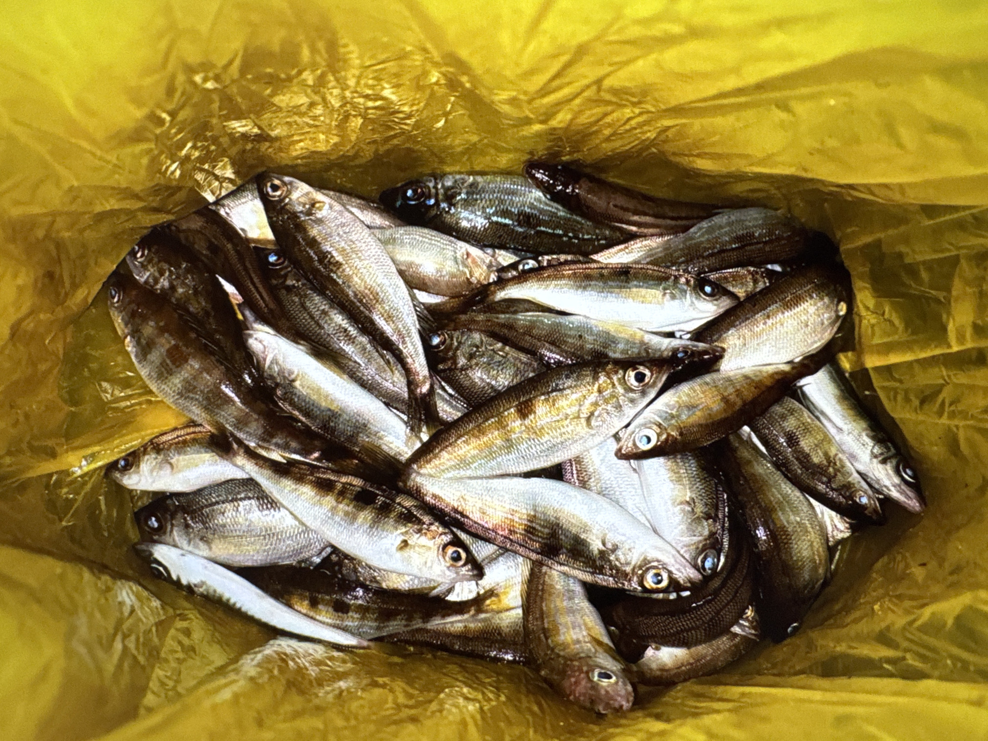 The image shows a pile of small, silver and dark-striped fish packed inside a bright yellow plastic bag. The fish are positioned at various angles, with their heads facing different directions. Some of the fish have visible eyes and scales. The background consists of the crinkled surface of the yellow plastic bag. There are no people or any other objects visible in the image. The scene appears to be a close-up shot of the fish within the bag. The location is not specified in the image, but is stated to be in the city of Yalta, Ukraine.