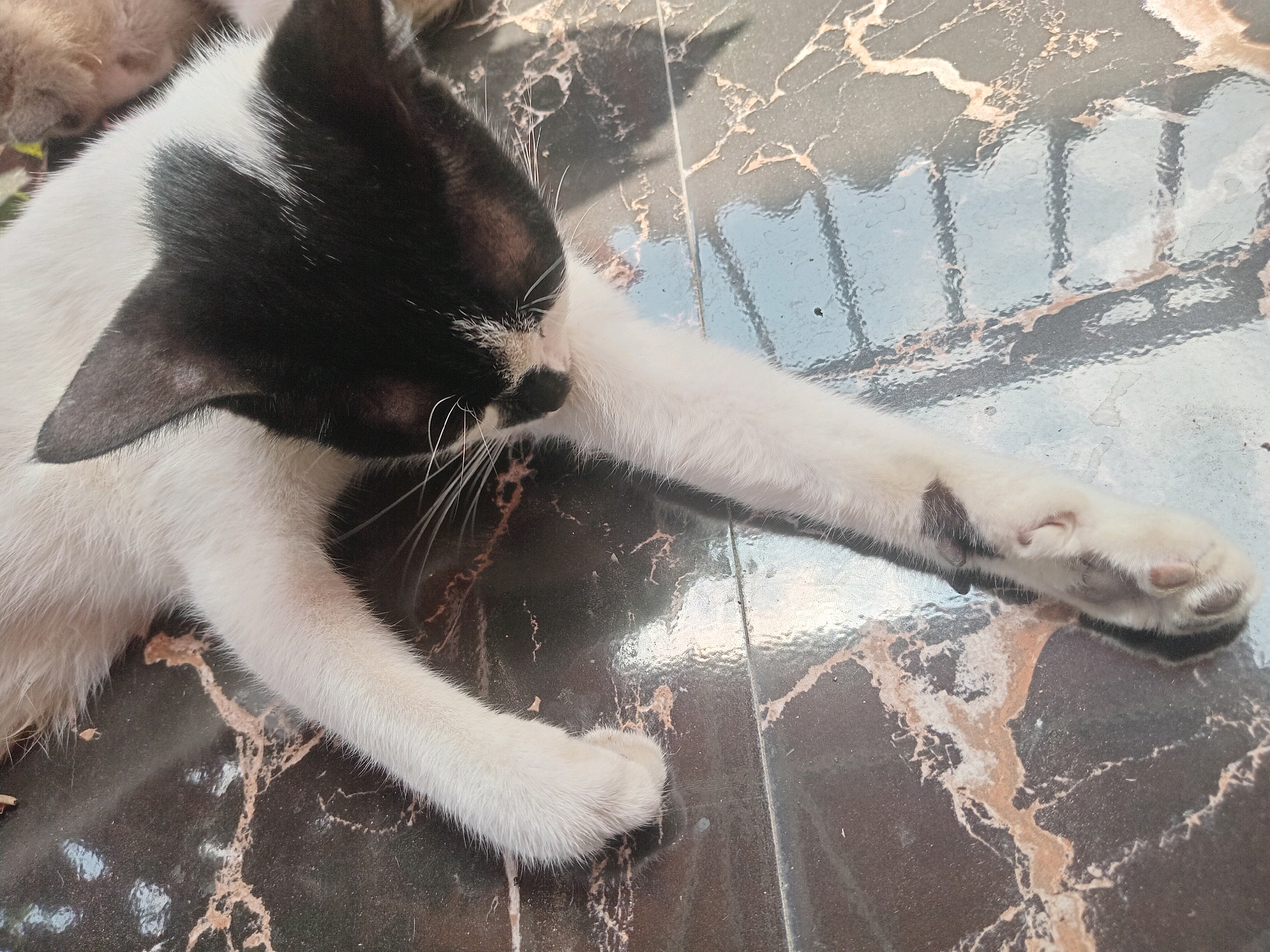 A black and white cat lies on a dark, polished floor with a marble-like pattern. The cat is positioned with its head down, facing towards the right side of the frame, with its front legs extended. Its fur is mostly white with black markings on its head and ears. The floor reflects light and shows a subtle pattern of lighter veins. The scene appears to be indoors, possibly in a residential setting. There are no people visible in the image.