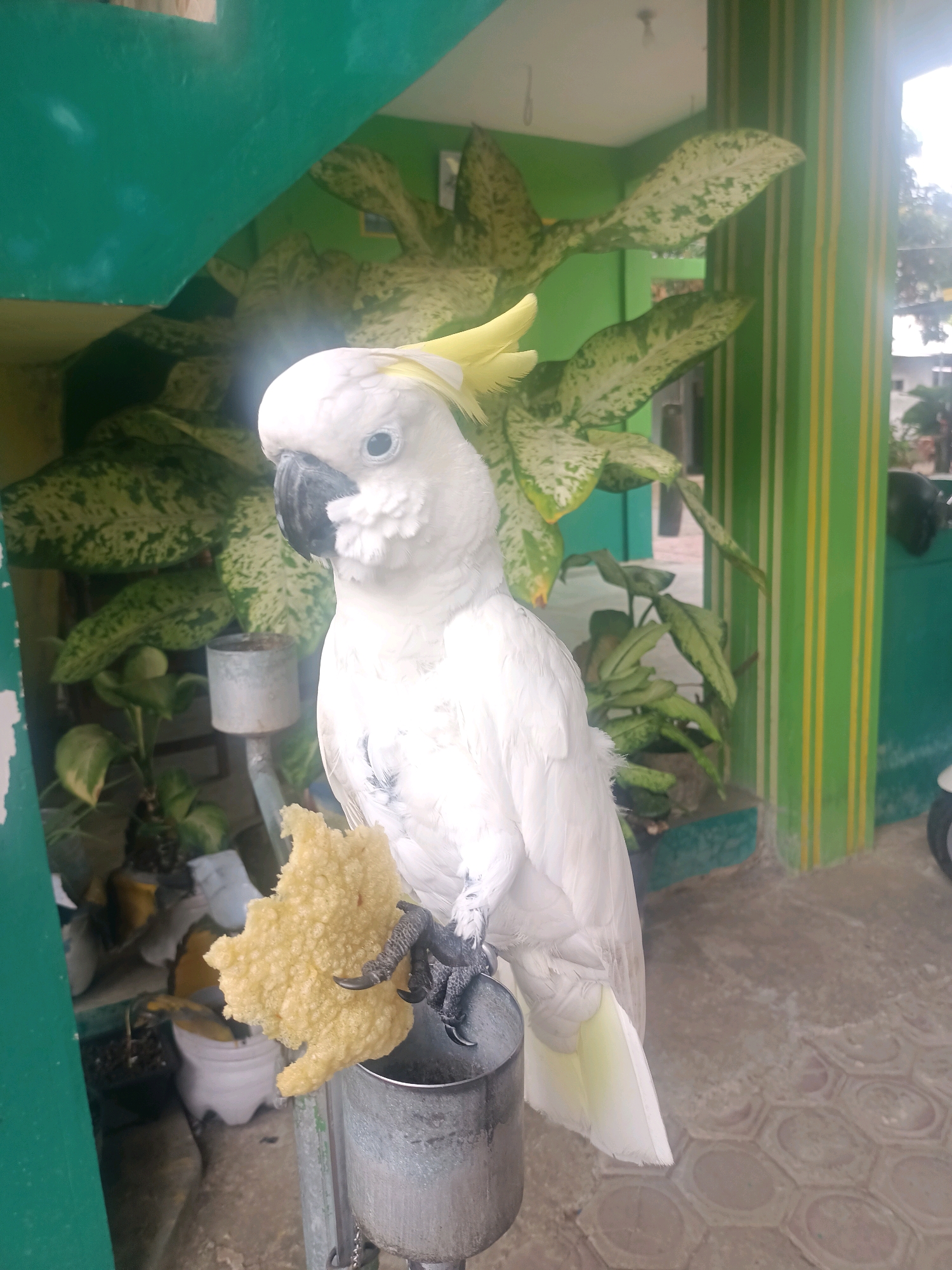 The image shows a white cockatoo with a yellow crest perched on a metal stand. The bird is holding a piece of yellow, porous food in its claw. The background includes green painted structures, plants with variegated leaves in pots, and a tiled floor. The scene appears to be an outdoor area, possibly a courtyard or porch, with a building in the background. The overall impression is that of a pet bird in a domestic or semi-domestic environment. While the image captures a specific moment, it does not contain any elements that can be used to determine its location within the city of Trenggalek, Indonesia.
