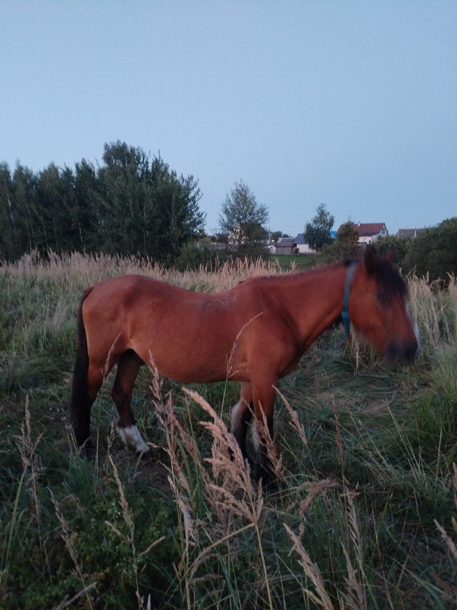 The image depicts a brown horse standing in a field of tall, dry grass and green vegetation. The horse is facing to the right of the frame and has a blue halter around its neck. In the background, a line of trees separates the field from a few houses with red roofs and a pale blue sky. The scene appears to be set in a rural area, likely on the outskirts of Bialynichy, Belarus, given the presence of houses and the natural landscape. The lighting suggests it is either early morning or late evening, as the sky is a soft, muted blue. There are no people visible in the image.