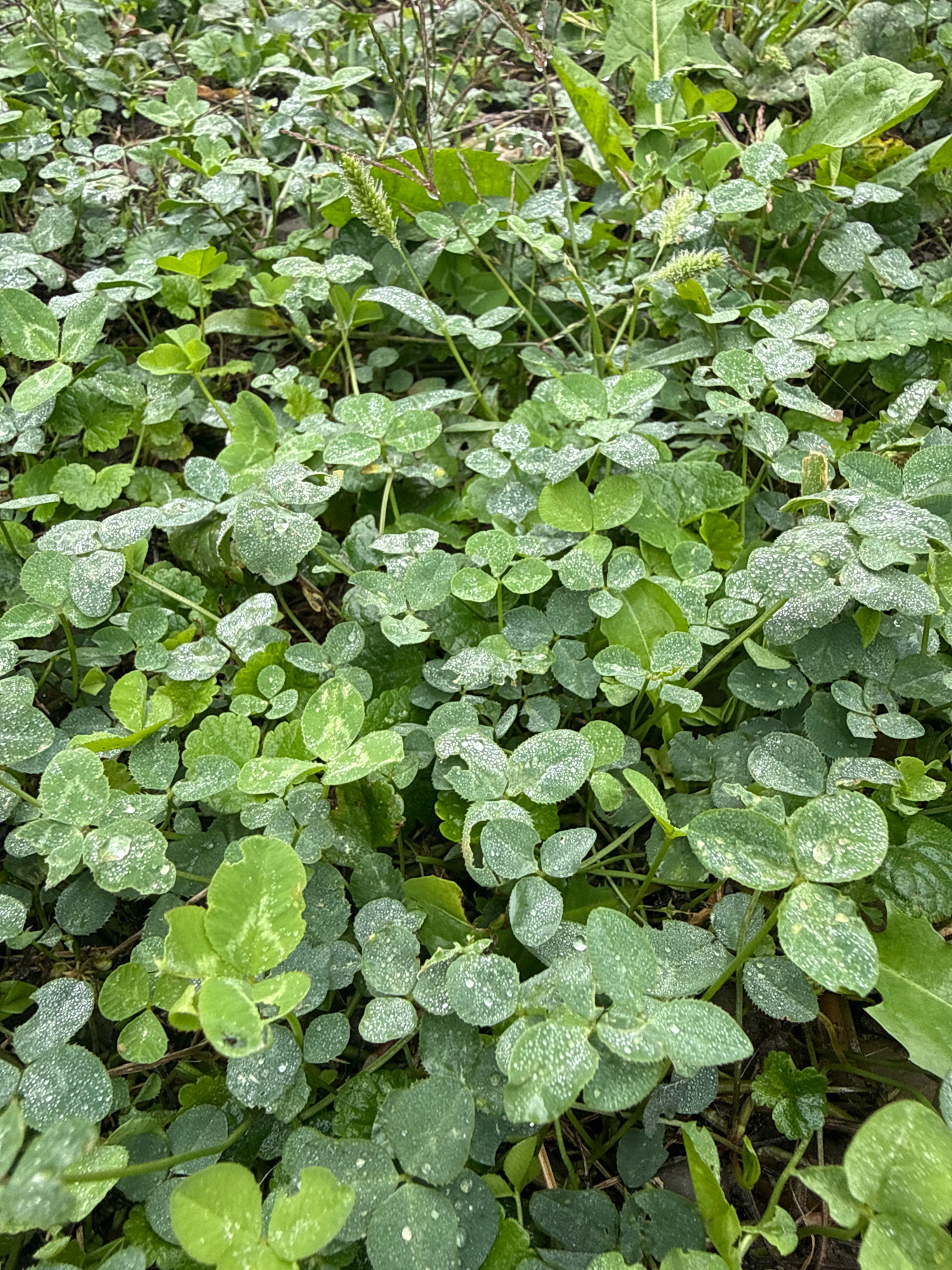 The image shows a close-up, overhead view of a dense patch of clover and other low-lying green vegetation, likely growing in a field or unkempt garden. The leaves are primarily three-lobed, characteristic of clover, and many are speckled with small, reflective droplets, suggesting dew or recent rain. The lighting is diffuse, indicating an overcast day or shaded conditions. The overall color palette is dominated by various shades of green, with some brown earth visible at the base of the plants. The image does not depict any urban elements or specific city locations.