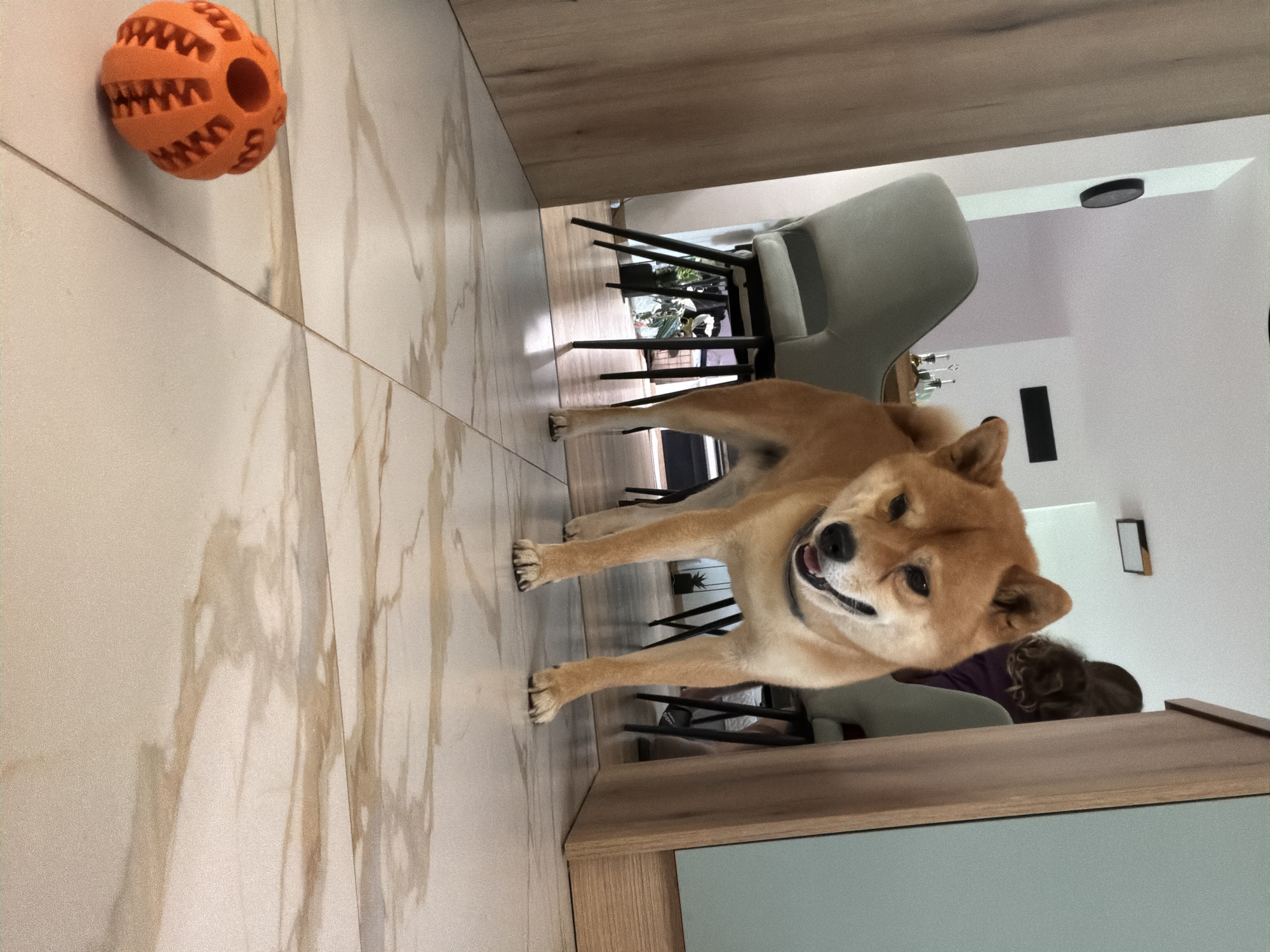 A medium shot depicts a tan Shiba Inu dog standing on a beige tile floor with brown veins, looking towards an orange textured ball in the upper left corner. The dog has its front paws extended and a slight smile. Behind the dog is a dining area with light grey chairs and an undecipherable person with curly brown hair wearing a purple shirt, leaning towards the dog. The background suggests an interior space with light-colored walls and dark ceiling fixtures. The image hints at a domestic setting with the dog being the central subject. The location is not visually discernible from the image content.