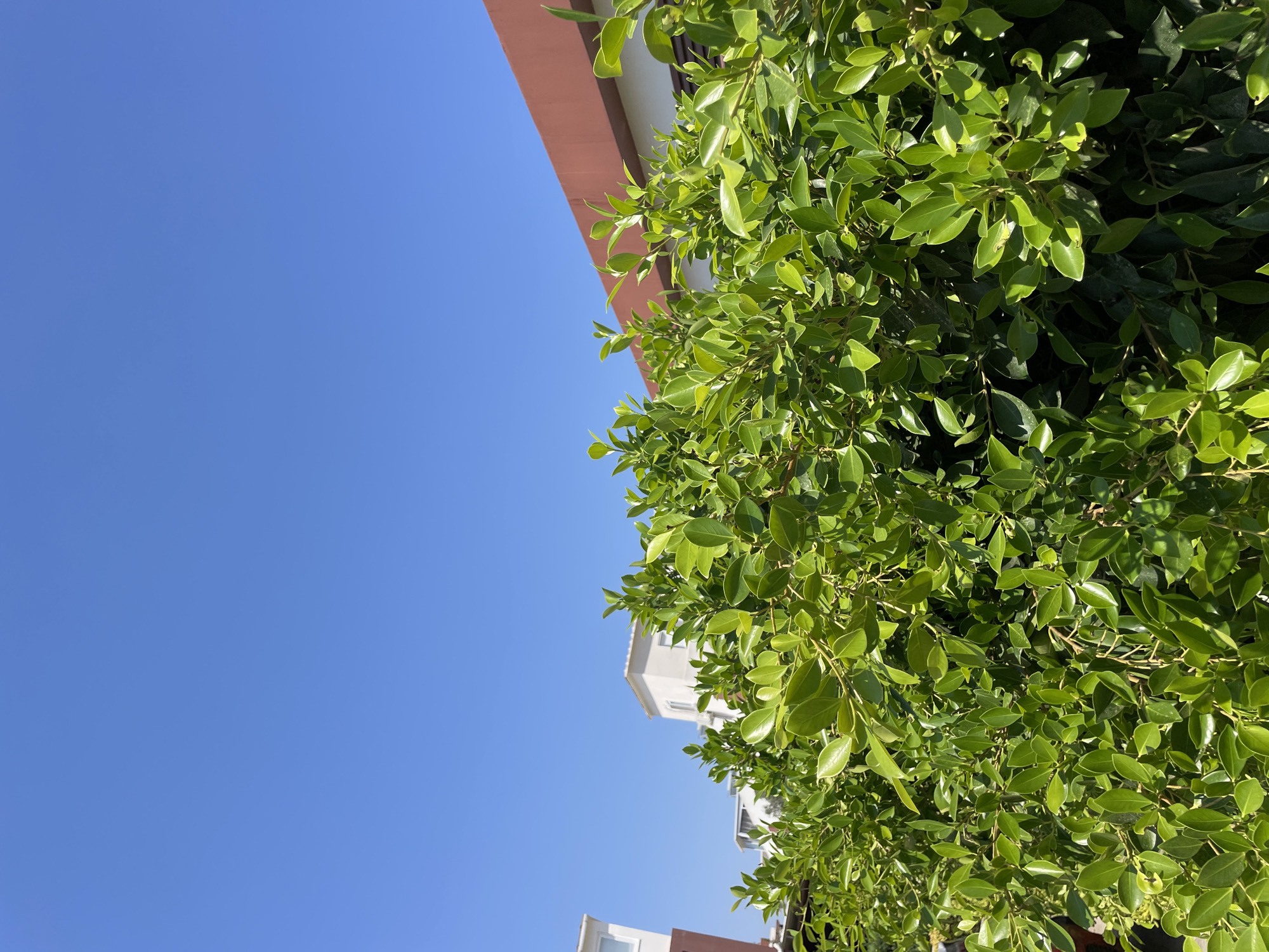 An eye-level, outdoor shot captures a dense, vibrant green hedge in the foreground, casting shadows on itself. Behind the hedge, a section of a modern building with a white facade and a dark reddish-brown trim is visible against a clear, bright blue sky. Further back, parts of other white buildings with light-colored roofs can be seen. The overall scene suggests a sunny day in an urban or suburban environment, likely in Trikomo, Northern Cyprus.