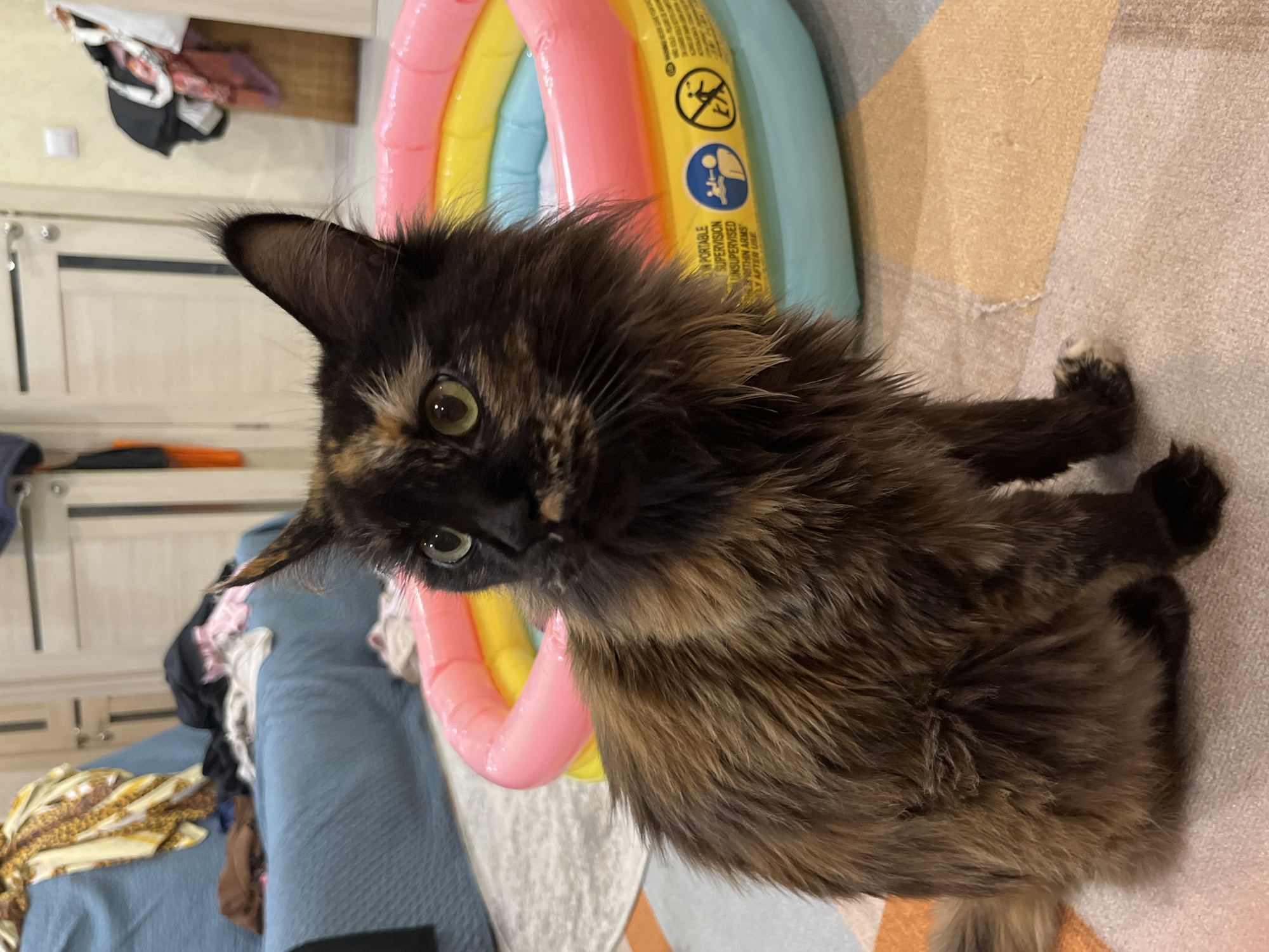 This image, captured in what appears to be a domestic residence in Tyumen, Russia, features a long-haired tortoiseshell cat seated on a geometric patterned carpet. The cat, the primary subject, is facing slightly to its left, with its head turned to look straight ahead (from its perspective). It possesses large, round, green eyes with dark, vertically elliptical pupils, and prominent ear tufts extending from its pointed, upright ears. Its fur displays a complex pattern of black, various shades of brown, and occasional patches of light tan or cream, particularly noticeable on its face and along its body. Its tail is partially visible on the left side of its body.
In the midground, to the right of the cat, rests a small, three-ring inflatable pool. The rings are colored pink (top), yellow (middle), and light blue (bottom). The yellow ring features multiple safety labels, including text such as "SUPERVISION," "UNSUPERVISED," and "WITHIN ARMS" along with pictograms depicting a person supervising a child and a "no diving" symbol. The pool appears to contain a shallow layer of liquid, likely water.
The background reveals a cluttered living space. A light blue upholstered sofa is positioned against a wall, heavily laden with various items of clothing and fabric, including a patterned yellow and brown garment, a black garment, a pink garment, a white garment, and a brown garment. Behind the sofa, two light-colored interior doors with silver-toned handle sets are visible. One door has a dark vertical stripe. To the far right, a light switch or outlet cover is affixed to the wall, and further right, a dark bag or clothing article hangs, partially obscuring a light-colored wooden cabinet or piece of furniture. The flooring is a multi-toned carpet in shades of gray, beige, and orange/tan, showing minor wear. No human figures are present in the scene. The lighting suggests an indoor setting with ambient illumination.