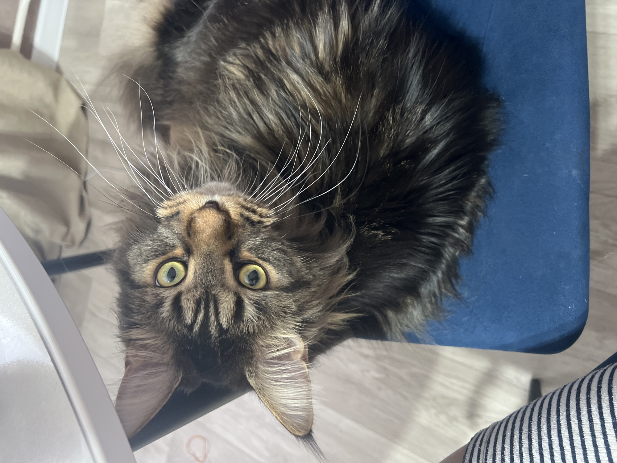 A Maine Coon cat is lying upside down on a blue chair. The cat has dark brown and black fur with long white whiskers. The cat's eyes are yellow-green. The chair is located in an indoor environment with light-colored wood flooring. A person wearing pants with black and white stripes is sitting next to the chair. The location is identified as Марковский, Russia, but there is no visual confirmation of this location in the image.