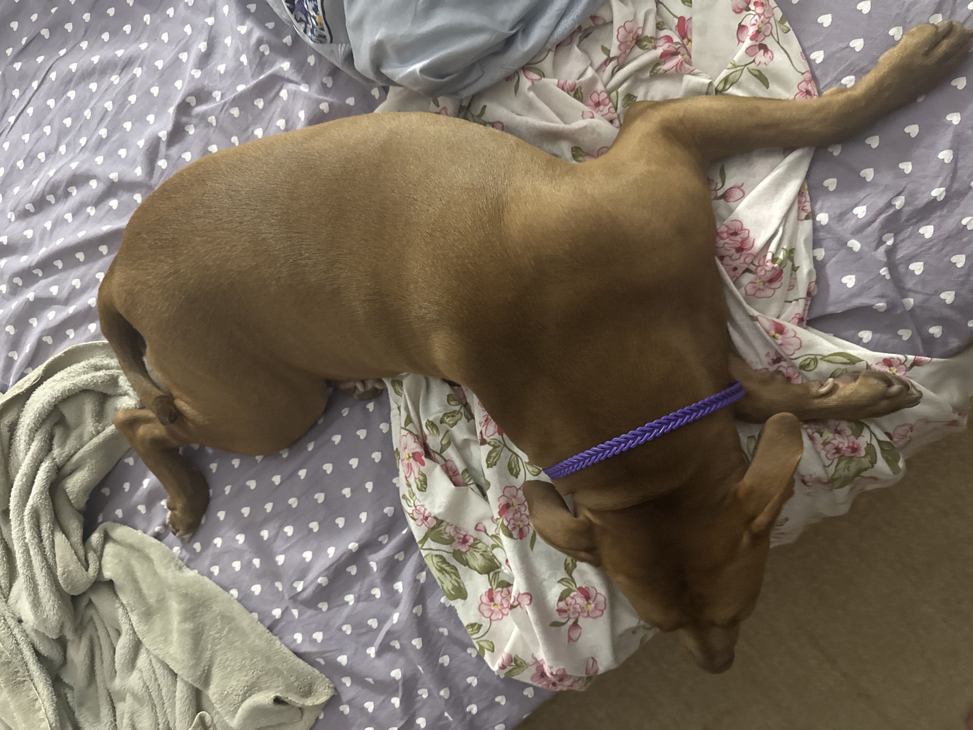 A brown dog is lying on a bed. The dog is wearing a purple collar. The bed has a purple sheet with white hearts and a floral patterned blanket. The image is taken from a top-down perspective. The scene does not provide any information about the city of Zatoka, Ukraine.