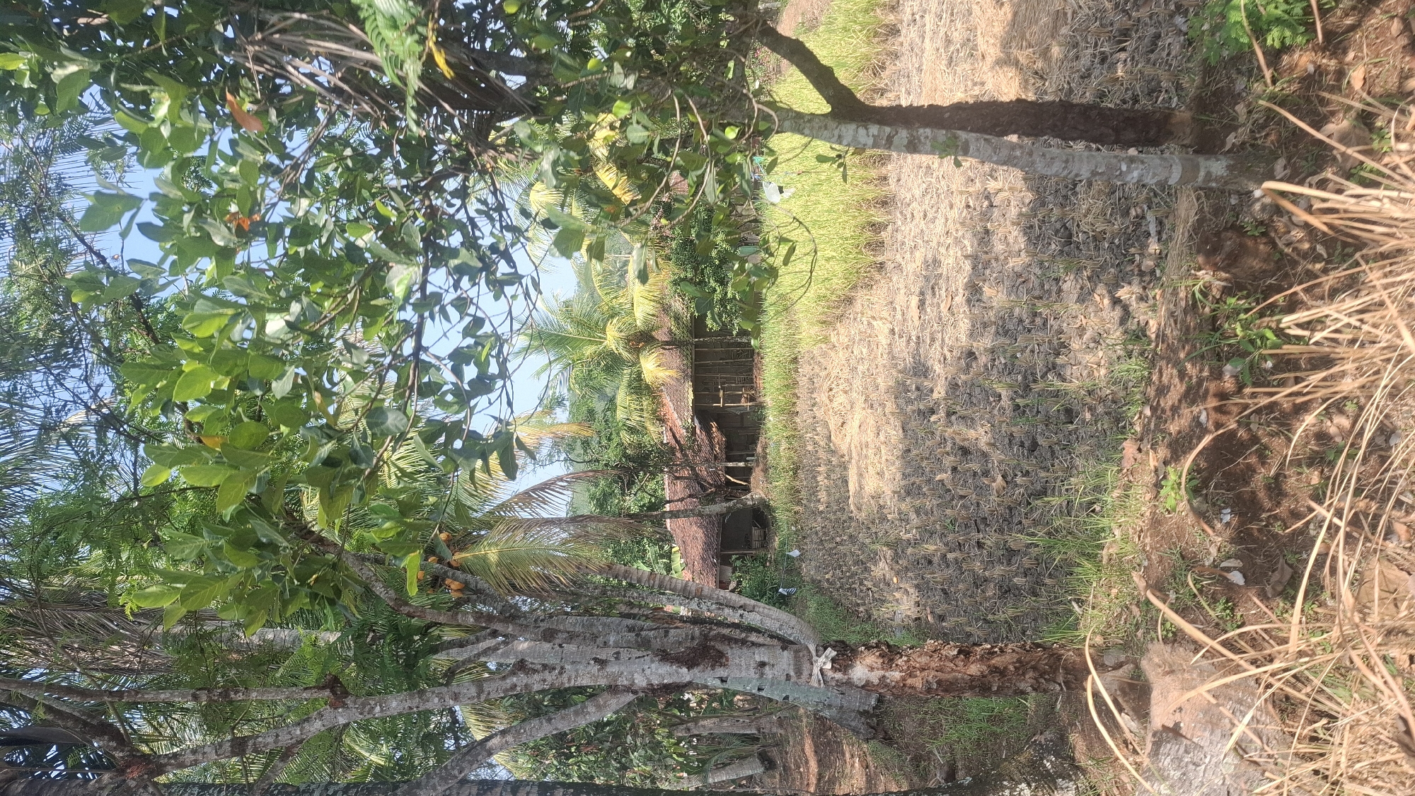 The image captures a rural scene, likely in Cianjur, Indonesia, under a bright, clear sky. In the foreground, dry grasses and soil are visible, with the base of a tree trunk on the left. A field of dried rice stalks stretches across the middle ground, punctuated by sparse green grass. Beyond the field, a modest, single-story structure with a red tile roof and wooden walls stands, partially obscured by vegetation. Several palm trees and other leafy trees surround the building and the field, creating a verdant backdrop. The overall impression is one of agricultural land and simple rural dwellings.