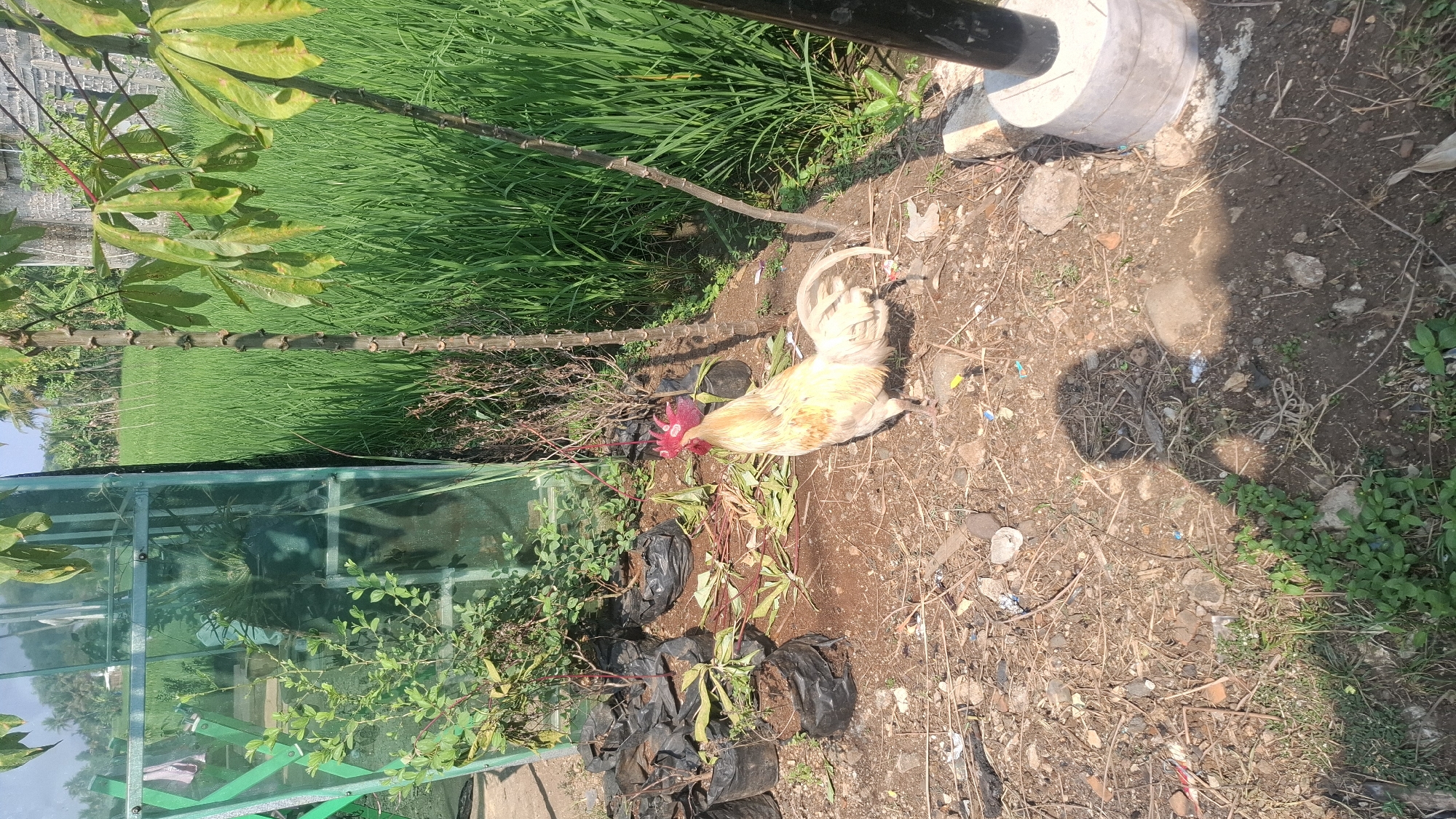 An adult rooster, predominantly light brown and white with a red comb, stands in a patch of dry, brown earth. The ground is littered with small stones, twigs, and debris. To the left of the rooster, several black plastic bags, likely containing plants, are arranged in a cluster. Behind the bags, a portion of a greenhouse structure with a green frame and translucent panels is visible. The background features lush green rice paddies stretching towards a distant, somewhat hazy horizon, with scattered trees and buildings. Two slender trees with sparse leaves grow near the rooster, with one casting a shadow. The scene appears to be outdoors in a rural or semi-rural area, possibly on the outskirts of Rahong, Indonesia, given the context.