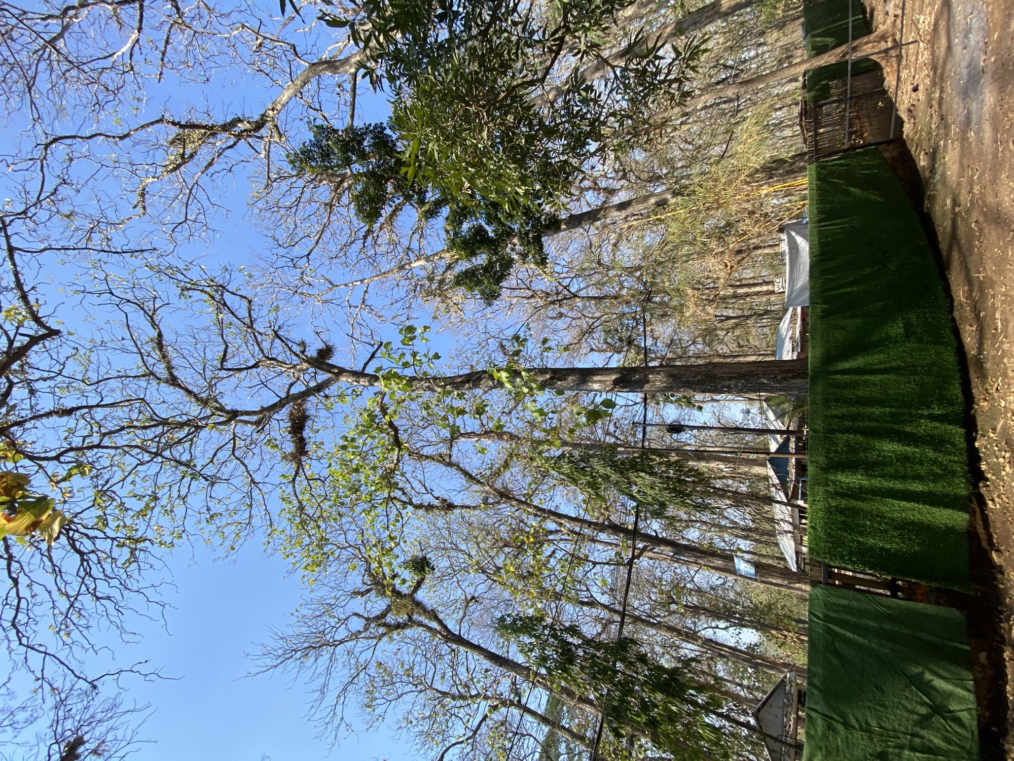 The image captures a dry, sparsely leafed forest with tall trees and a clear blue sky. In the foreground, a fence is constructed with a green tarp on the left and artificial turf on the right. Behind the fence, several small structures with corrugated roofs are visible, possibly shelters or small buildings. The ground is covered in dirt and fallen leaves. The scene suggests a rural or park-like environment, possibly in a tropical or subtropical region given the type of trees. The location in Ketileng, Indonesia, is a small village in the Banjarnegara Regency of Central Java, known for its natural beauty and rural landscapes.
