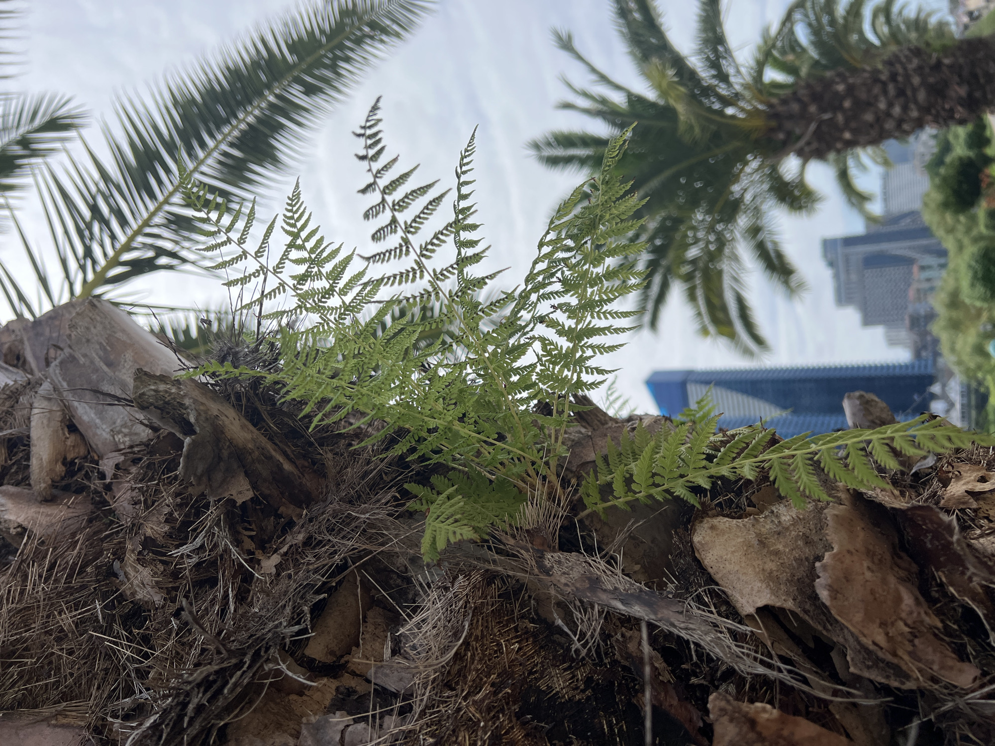 The image showcases a close-up view of a palm tree trunk, with a delicate fern growing from its rough, fibrous surface. In the background, the cityscape of Batumi, Georgia, is visible. Tall, modern buildings, including a prominent blue skyscraper, stand against a cloudy sky. The lower portion of the background reveals more palm trees and hints of greenery, suggesting a park or coastal area. The focus is on the textured details of the palm tree and the contrasting delicate fronds of the fern, with the urban environment serving as a blurred backdrop. There are no people or specific actions depicted in the scene.